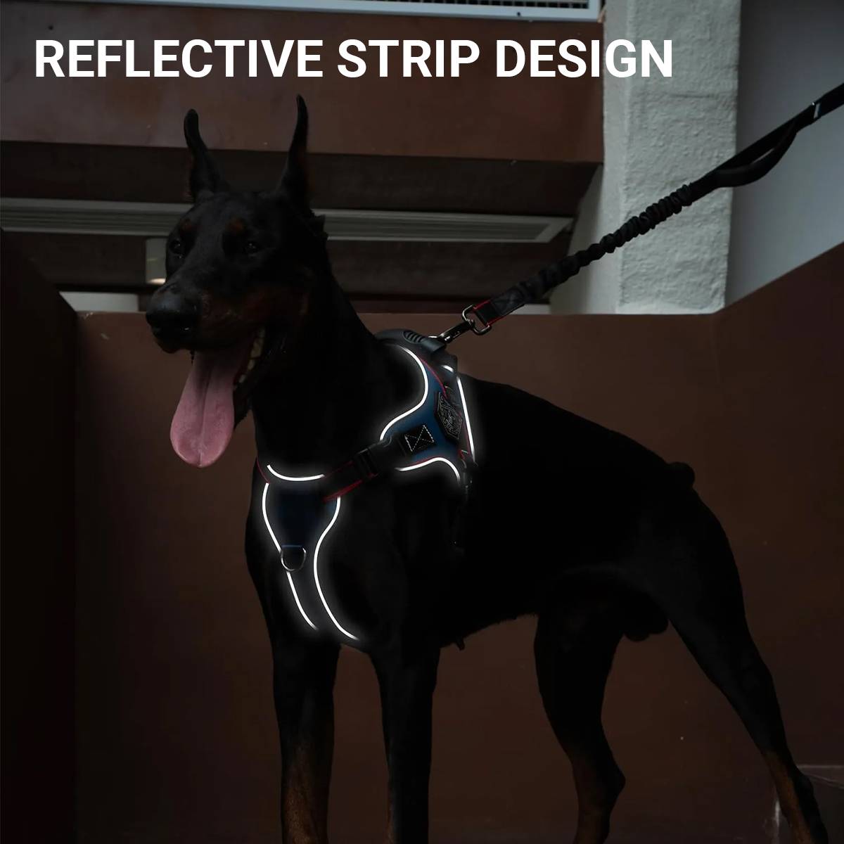 Heavy Duty Anti-Pull Dog Harness And Bungee Leash Set