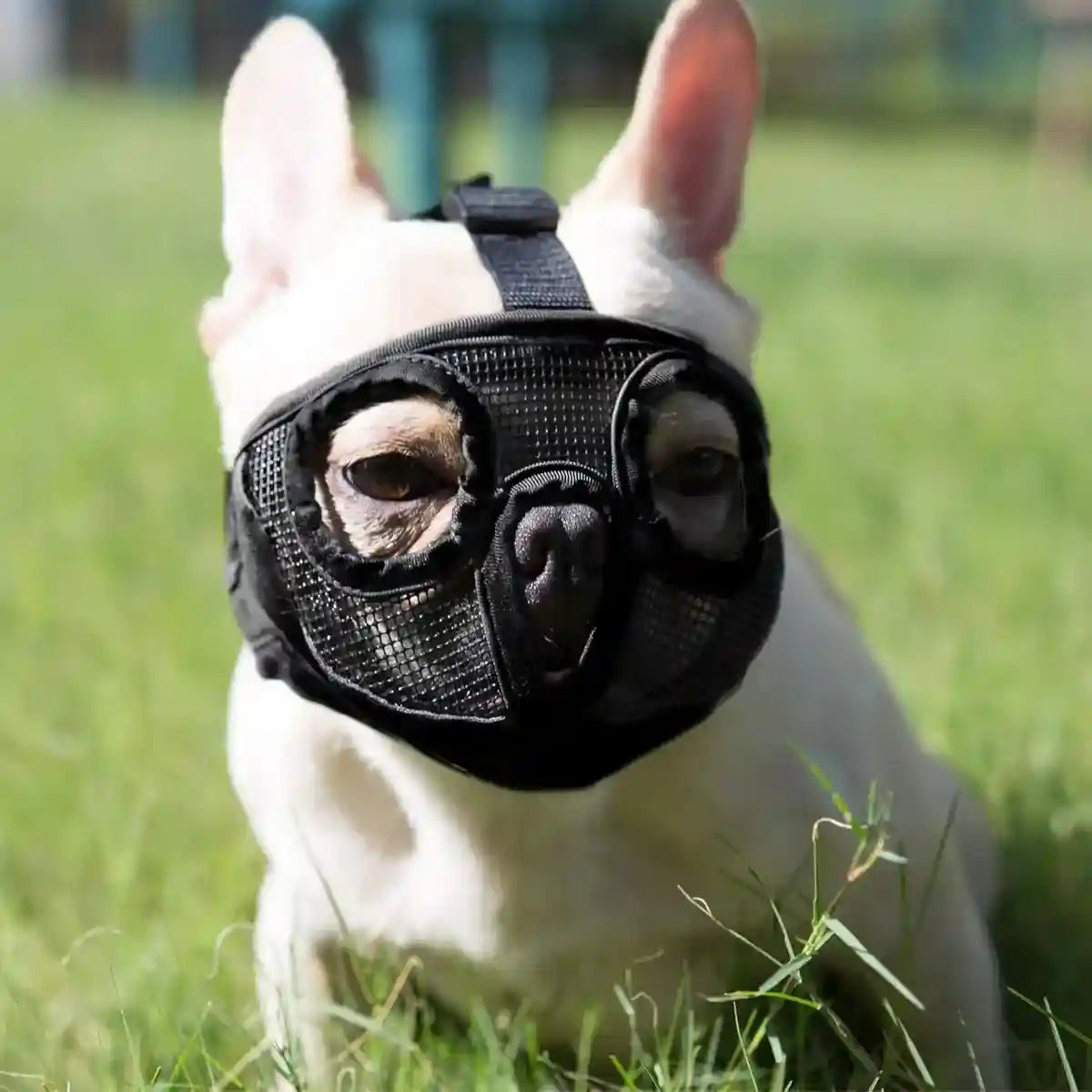 Mesh Dog Muzzle for Short-Mouthed Breeds – Breathable & Adjustable