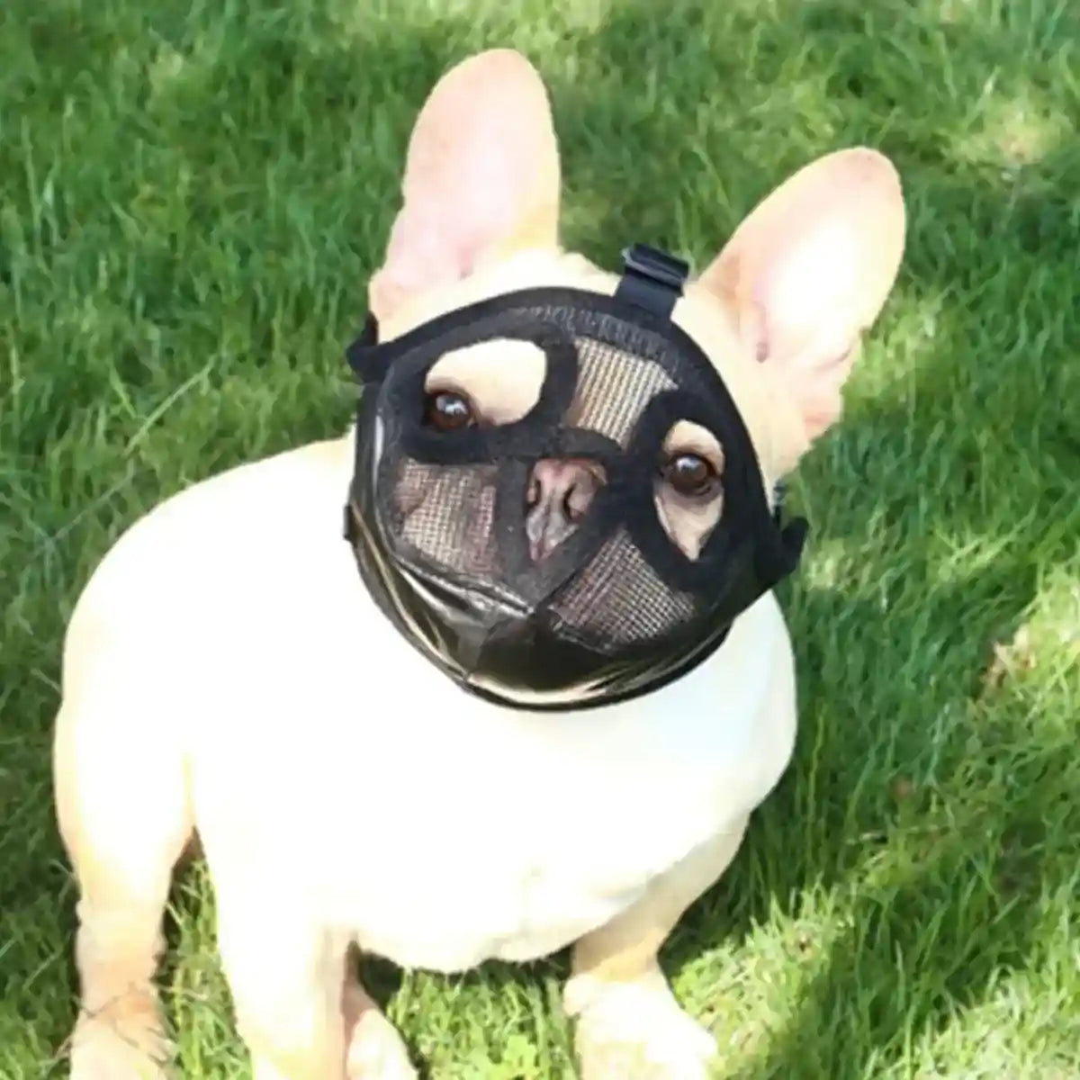 Mesh Dog Muzzle for Short-Mouthed Breeds – Breathable & Adjustable