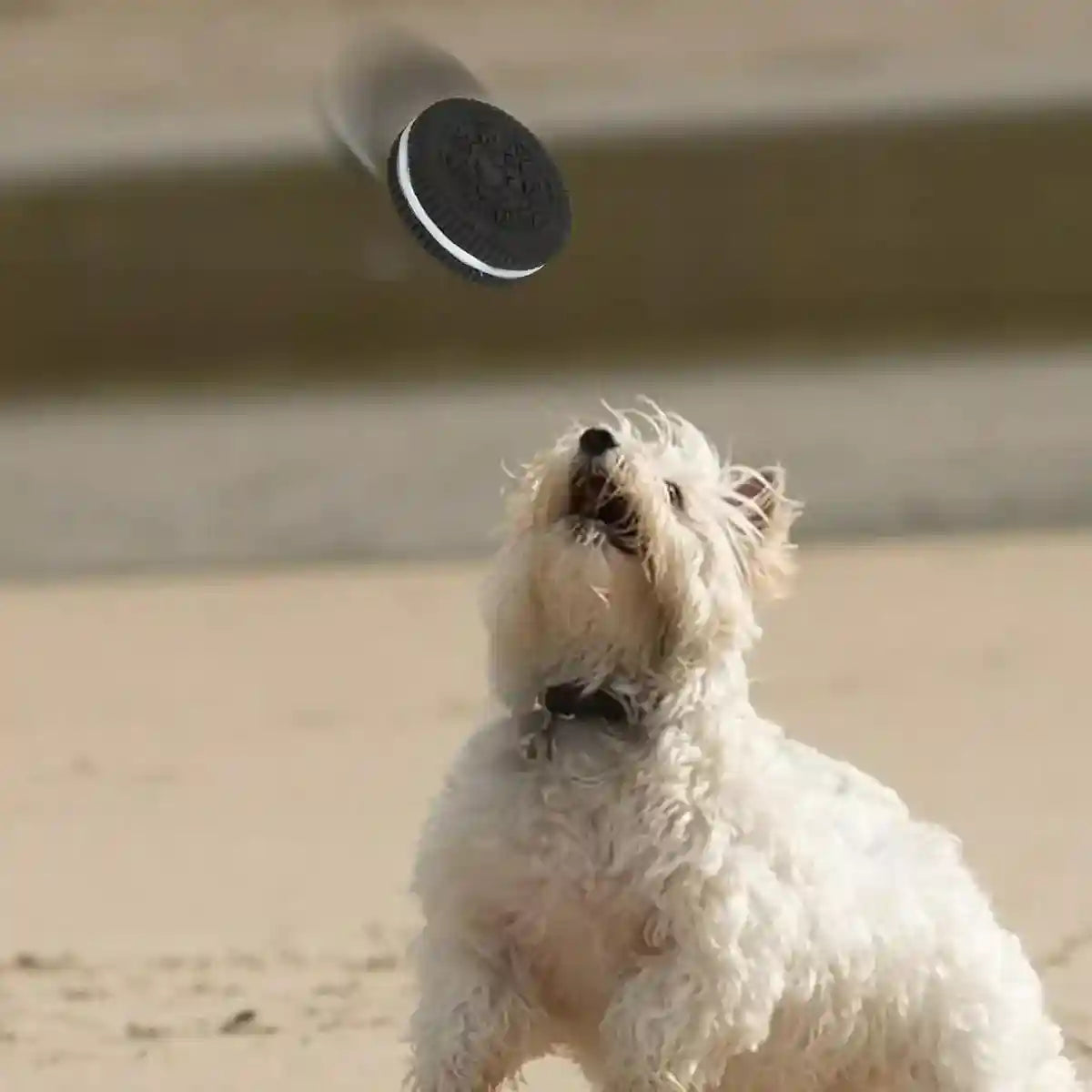 Durable Puppy Teething Toys Squeaky Chew Toys for Small & Medium Dogs