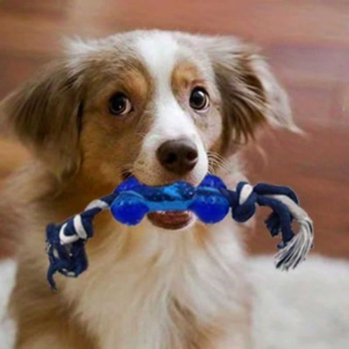 15 Pcs Dog Chew Toy Set with Rope and Rubber