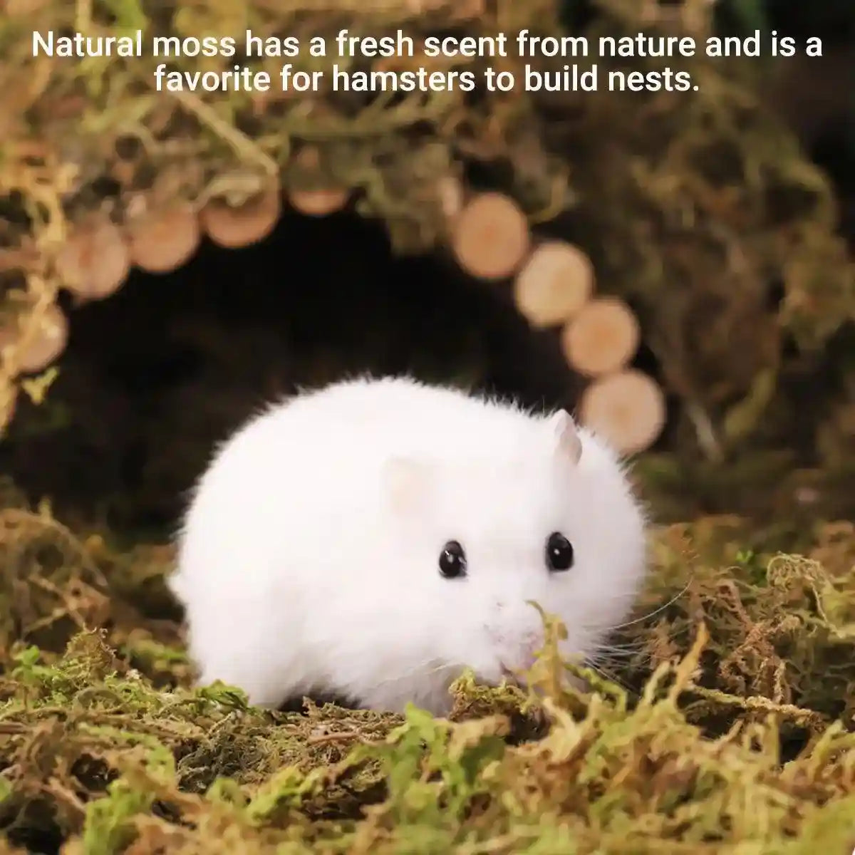 Natural Dry Moss for Hamsters & Reptiles Soft Bedding & Landscaping (100g)