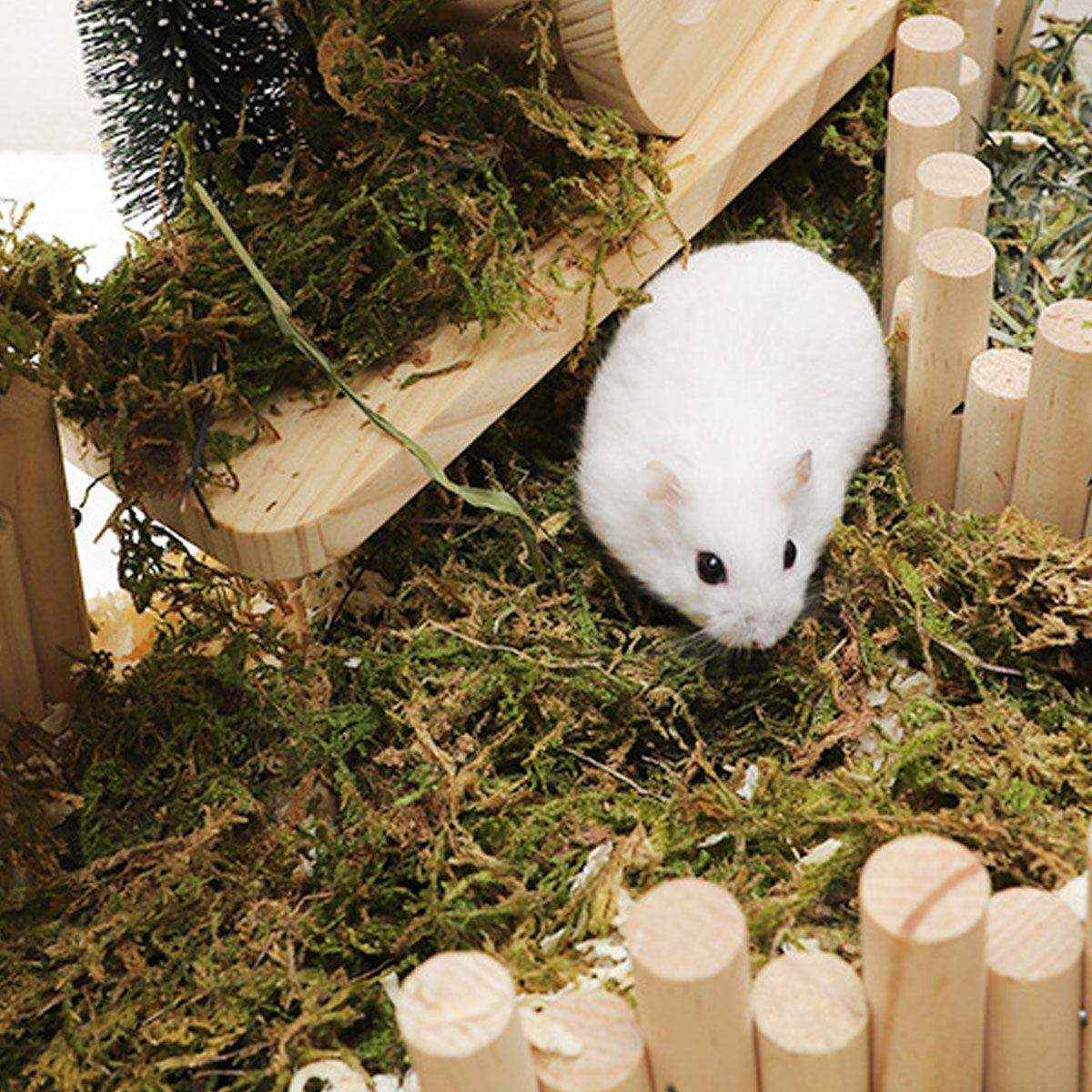 Natural Dry Moss for Hamsters & Reptiles Soft Bedding & Landscaping (100g)