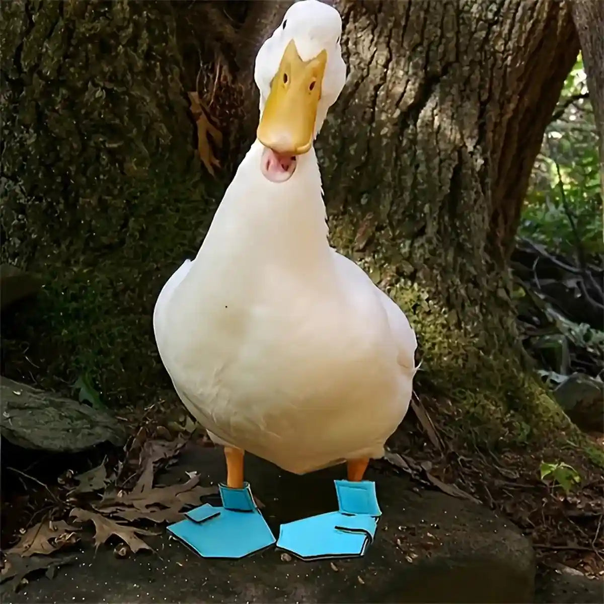 Adjustable Duck Shoes for Outdoor Foot Protection and Comfort