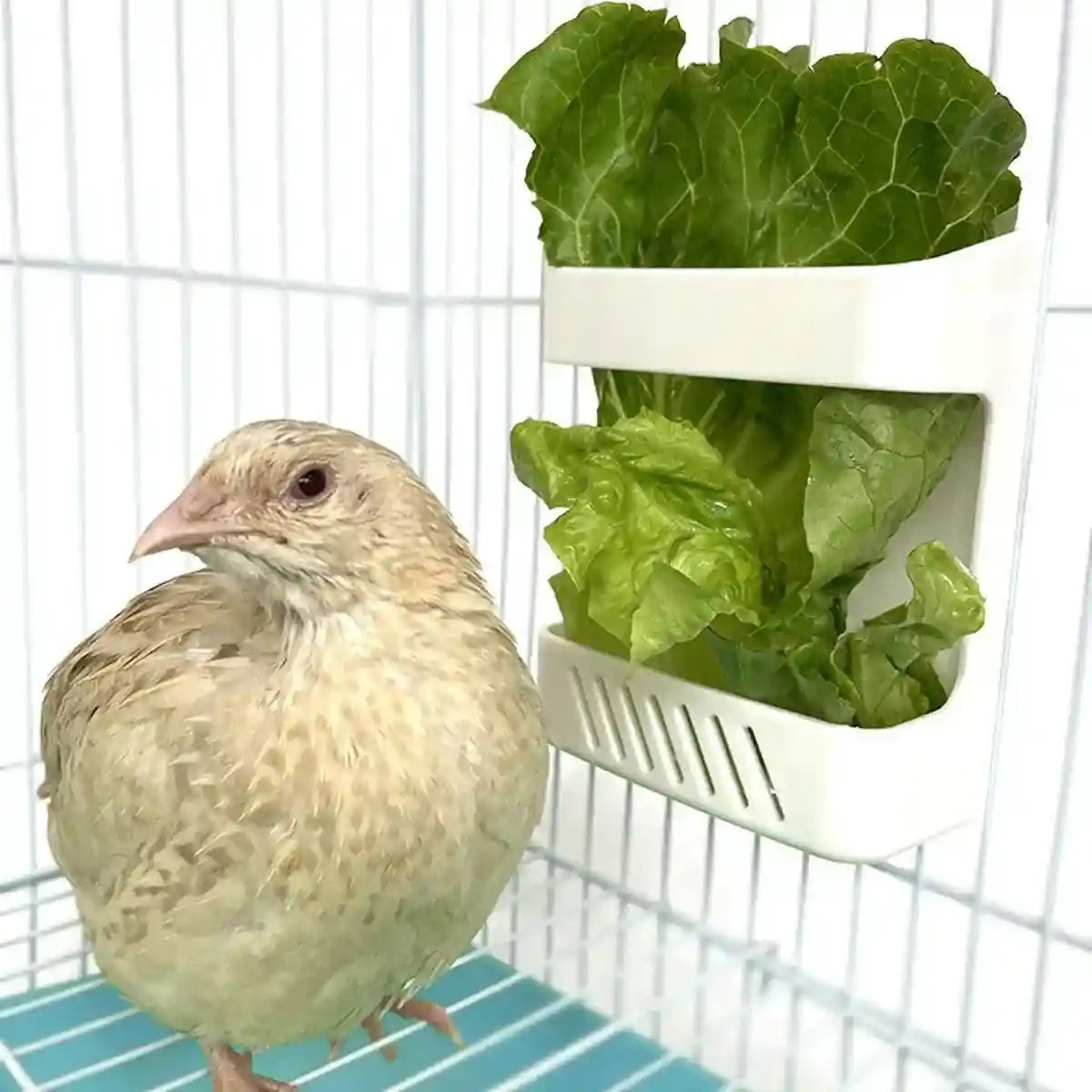 Wall-Mounted Poultry Feeder for Chickens & Small Animals Clean Feeding Solution