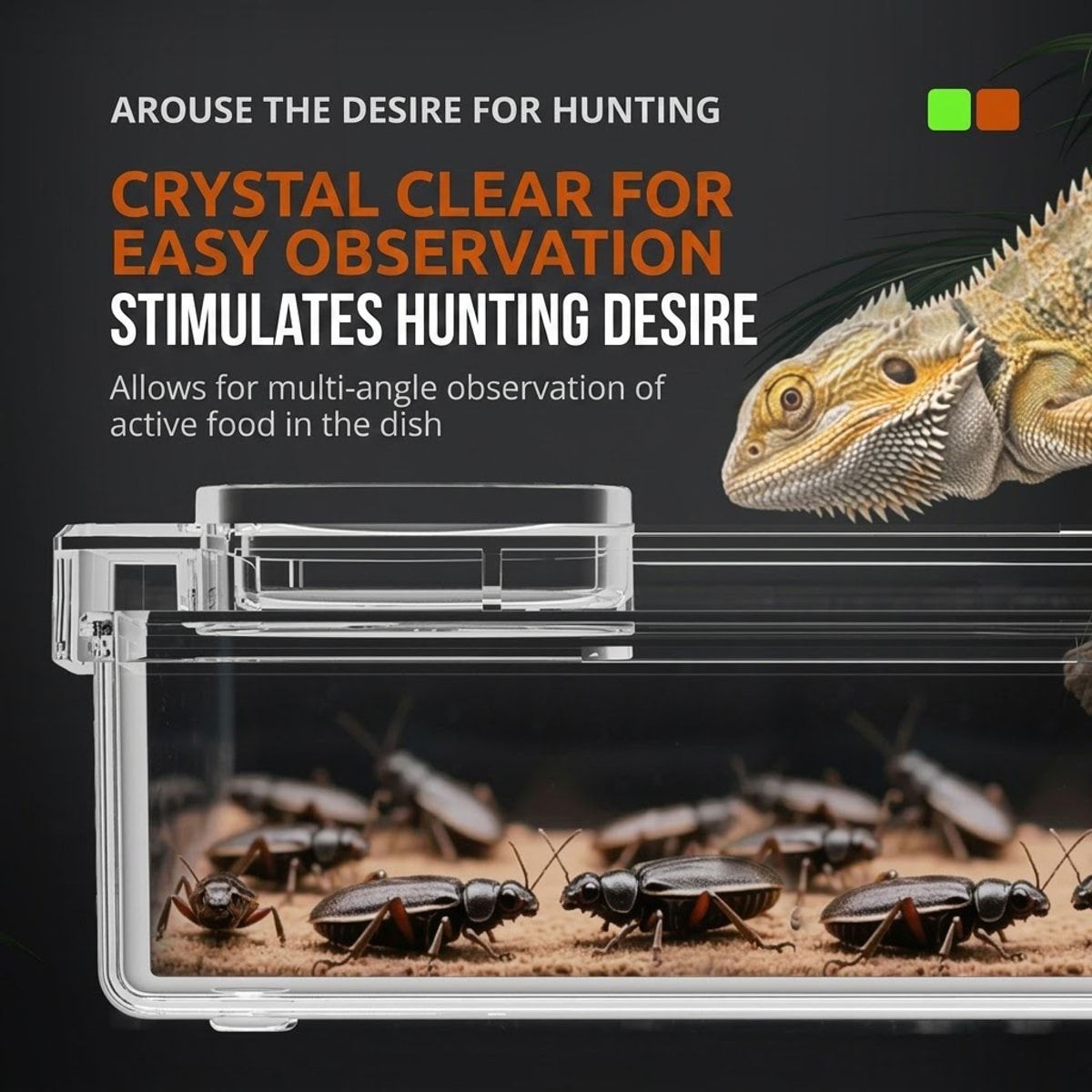 Clear Reptile Feeder Box with Anti-Spill Lid