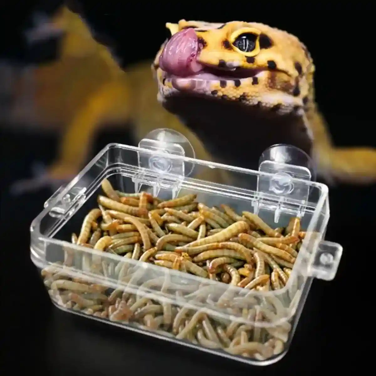 Spacious Turtle Box Habitat with Platform for Breeding & Resting