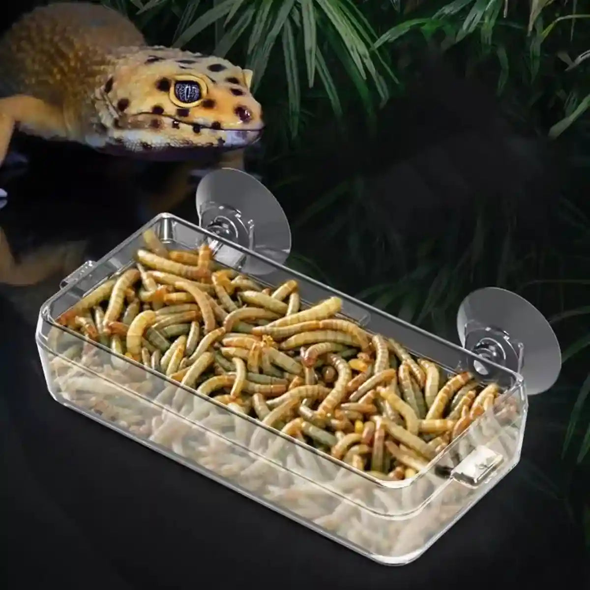 Spacious Turtle Box Habitat with Platform for Breeding & Resting