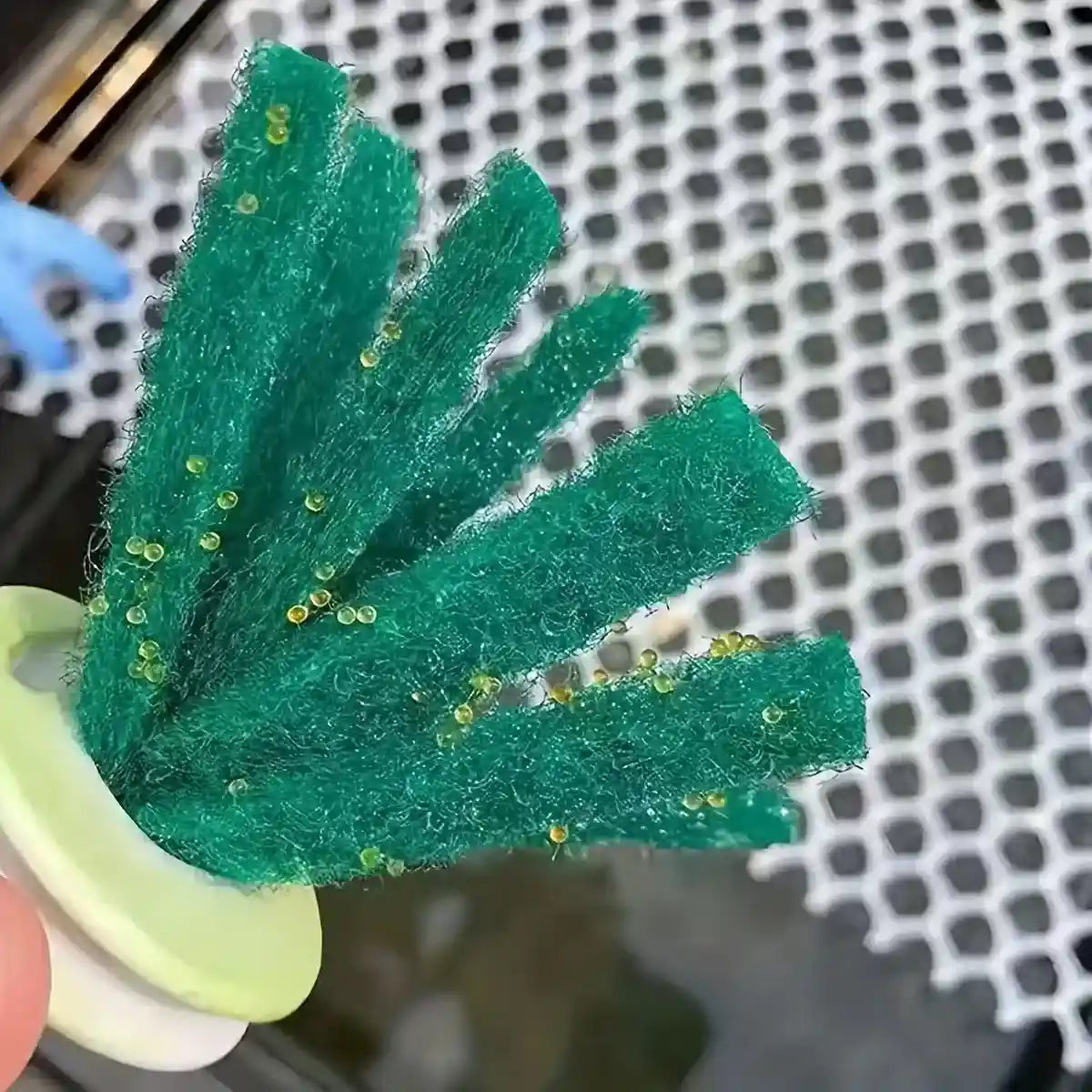 Fish Egg Collector 10PCS Aquarium Breeding Spawning Mop