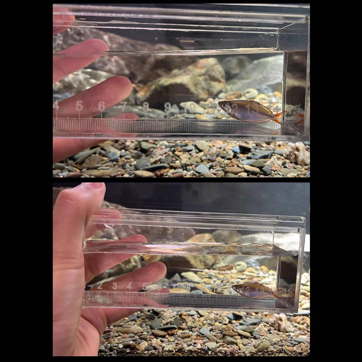 Fish Measuring Box With Ruler