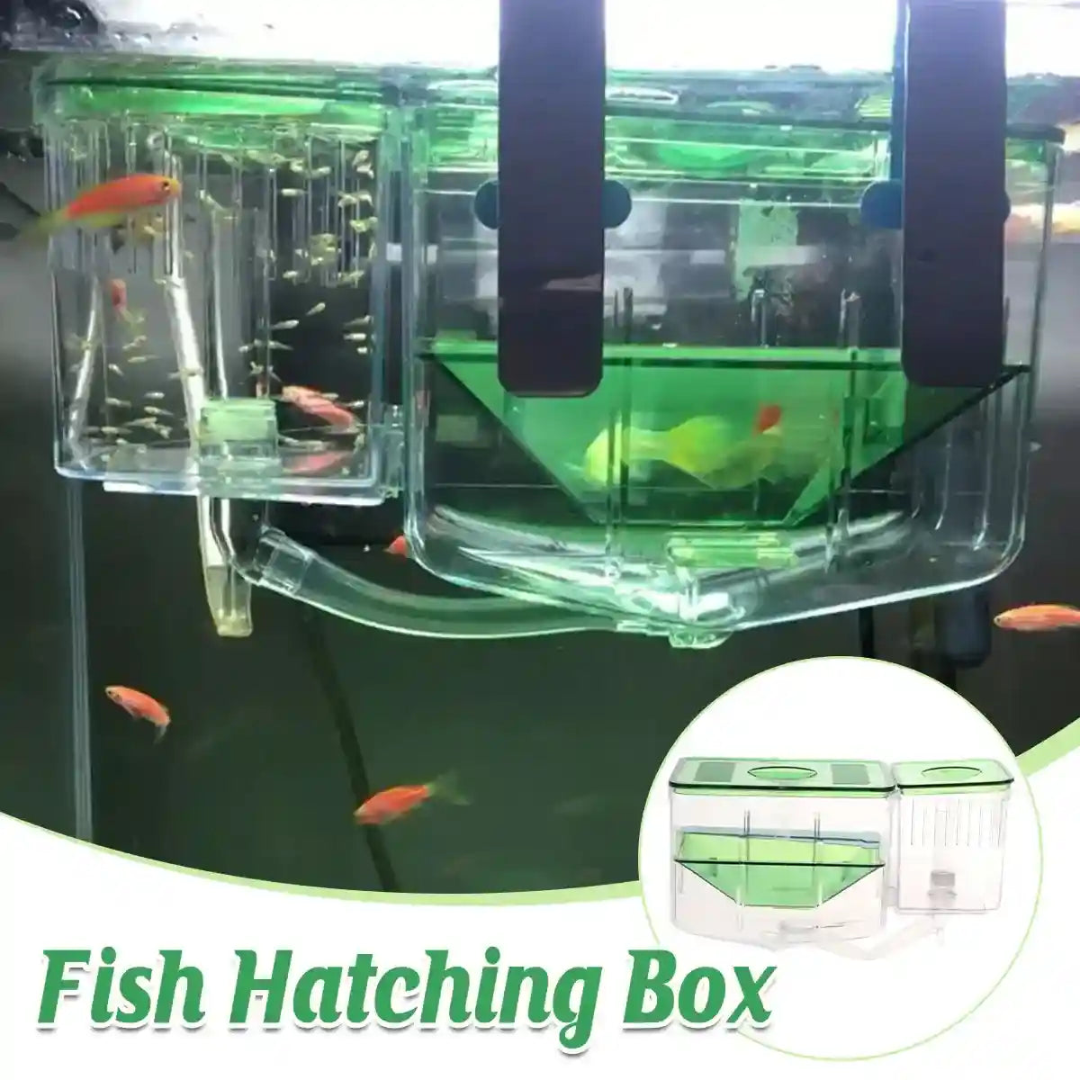 Transparent fish incubator with green lid for aquarium breeding