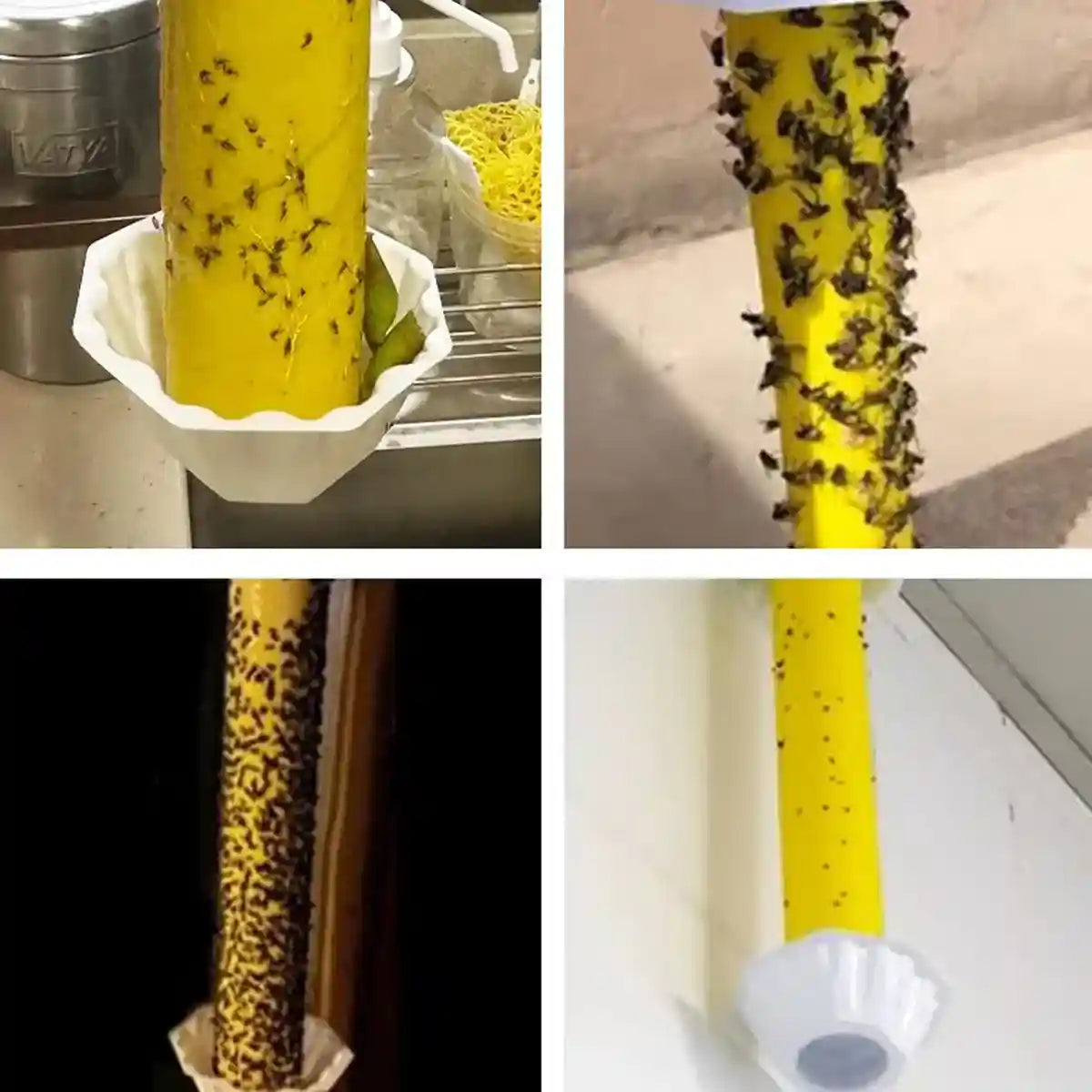 Sticky Fly Stick Trap for Insects â Odour-Free Non-Toxic Pest Catcher