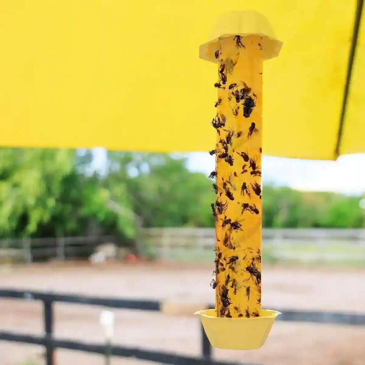 Sticky Fly Stick Trap for Insects â Odour-Free Non-Toxic Pest Catcher