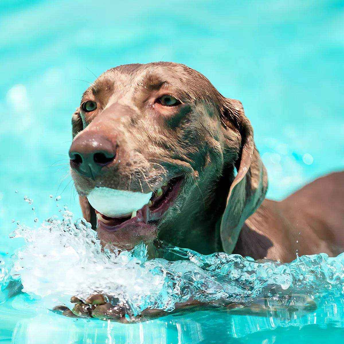 Durable and Lightweight Dog Toy Ball for Indoor & Outdoor Play