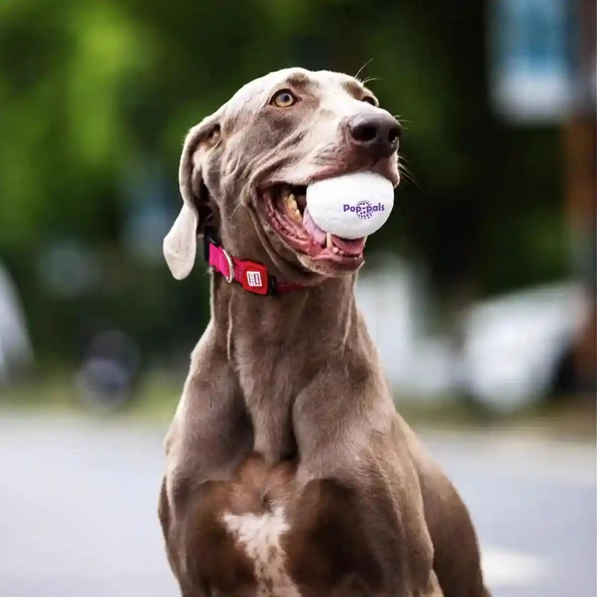 Durable and Lightweight Dog Toy Ball for Indoor & Outdoor Play