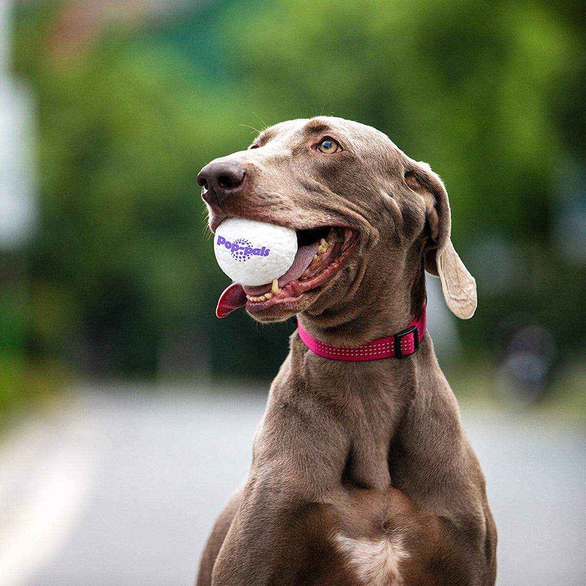 Durable and Lightweight Dog Toy Ball for Indoor & Outdoor Play