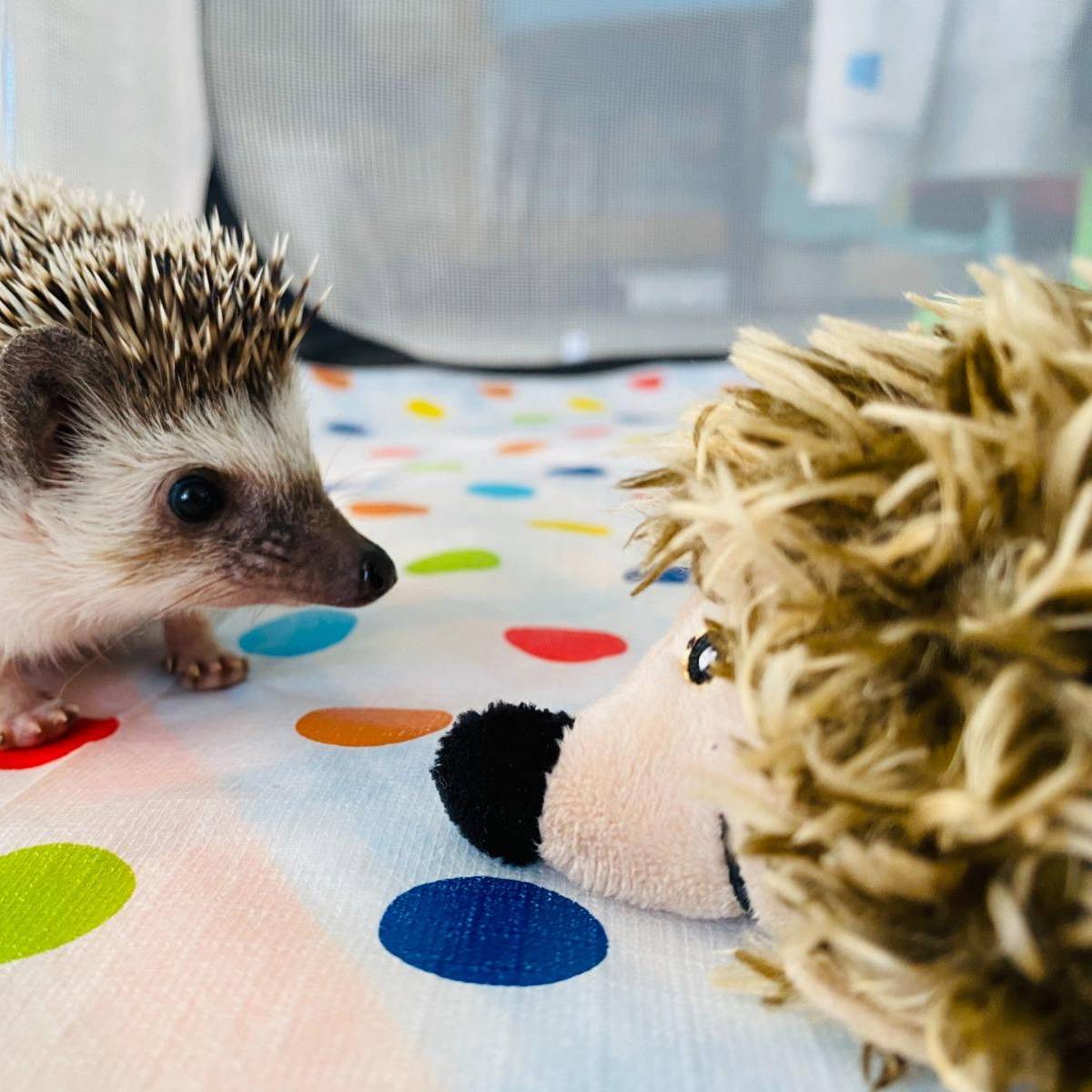 Interactive Cat Toy Hedgehog With Sound