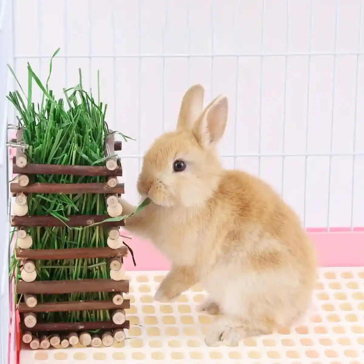 Applewood Hay Rack Feeder for Rabbits & Small Pets