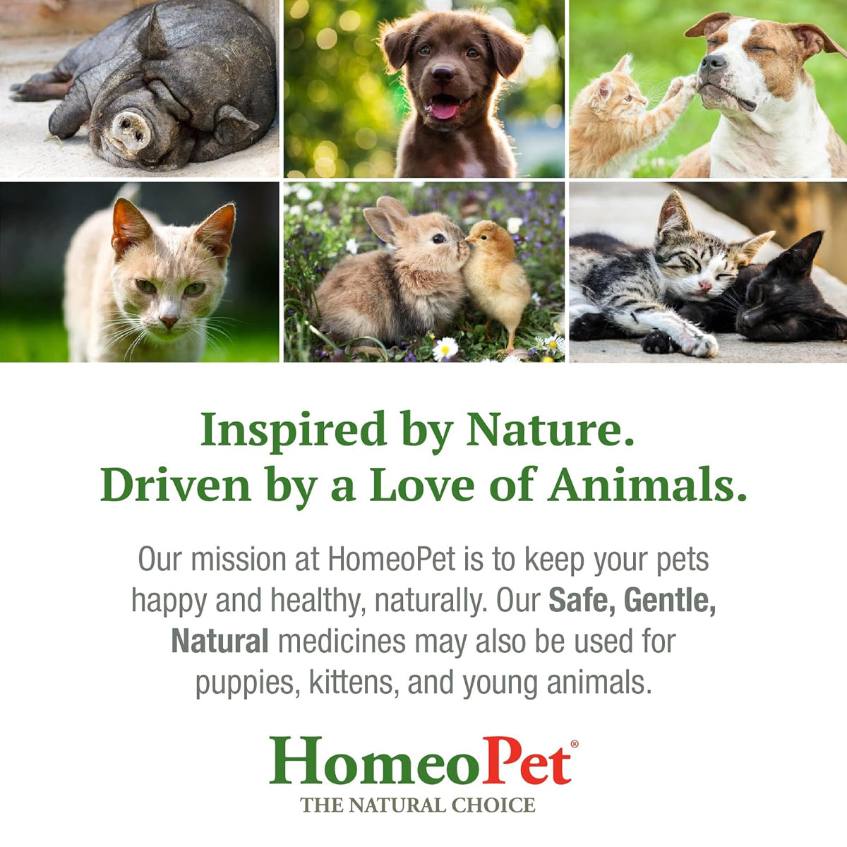 HOMEOPET CAT SKIN & ITCH
15ML