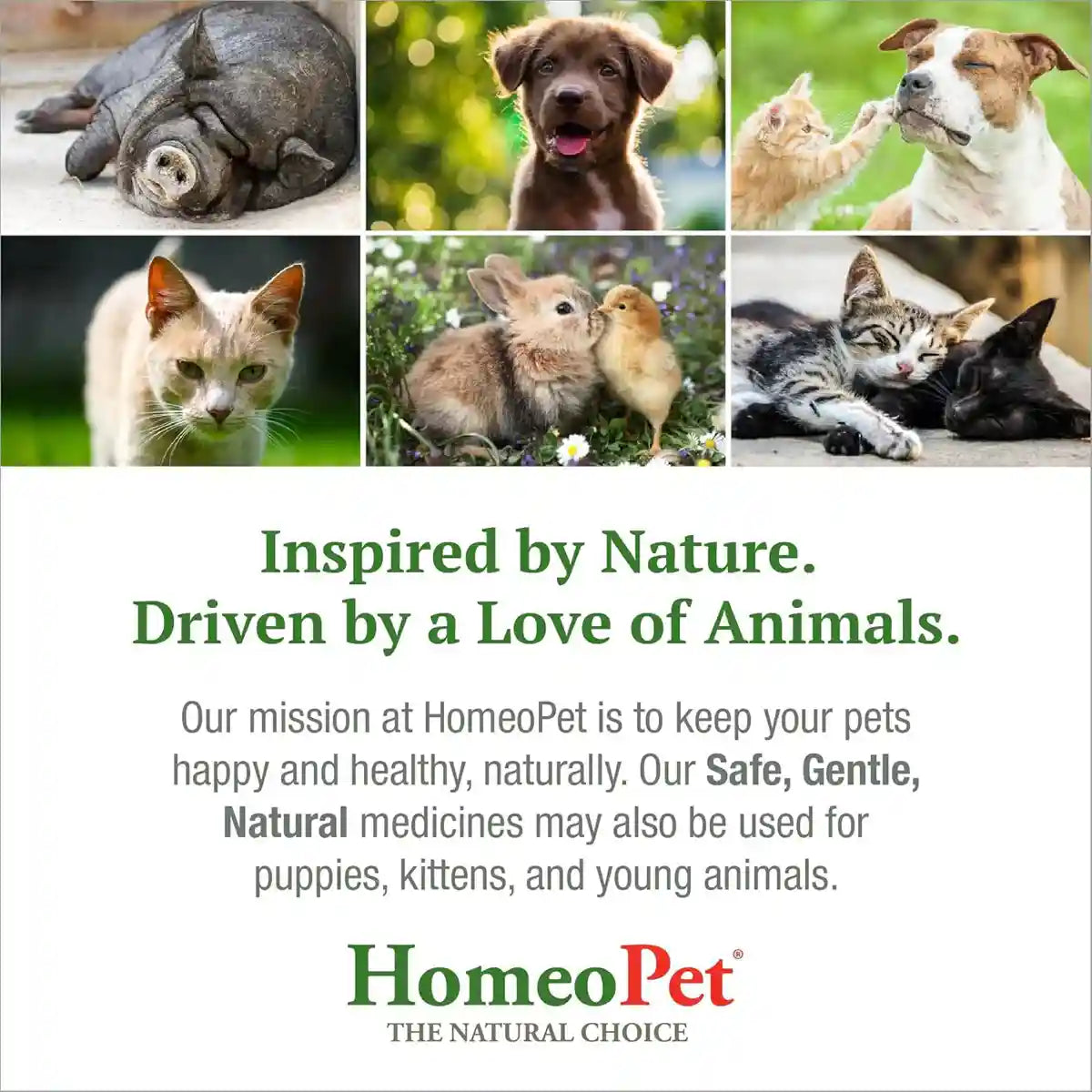 HomeoPet Travel Anxiety Relief Drops for Pets 15mL