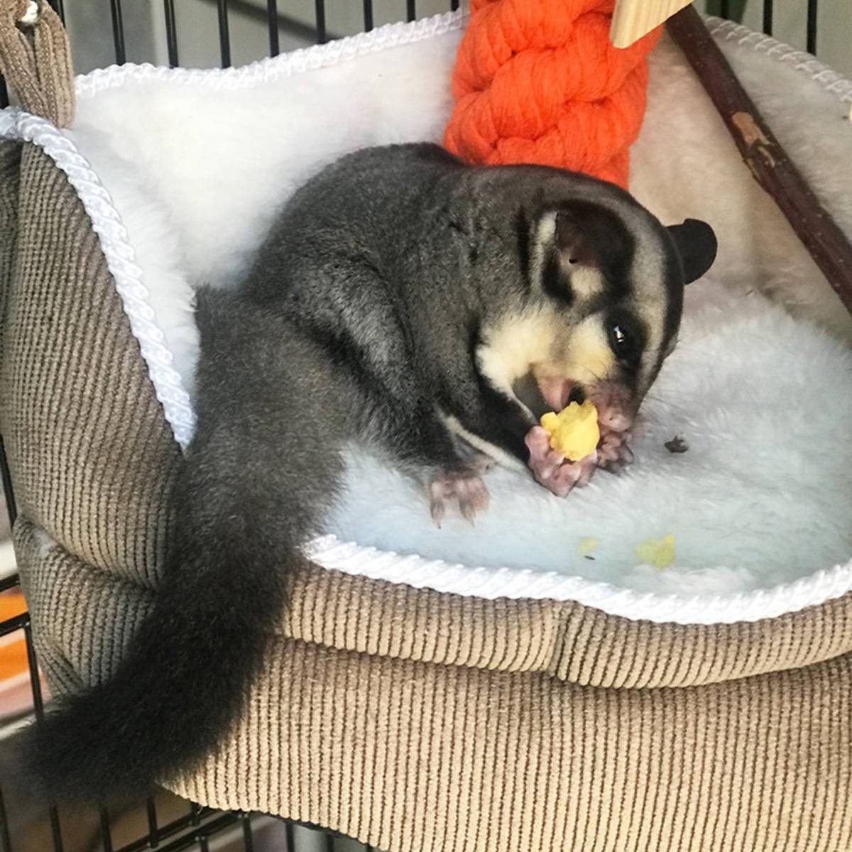 Hanging Small Pet Nest Soft Bird Hammock Bed for Cage