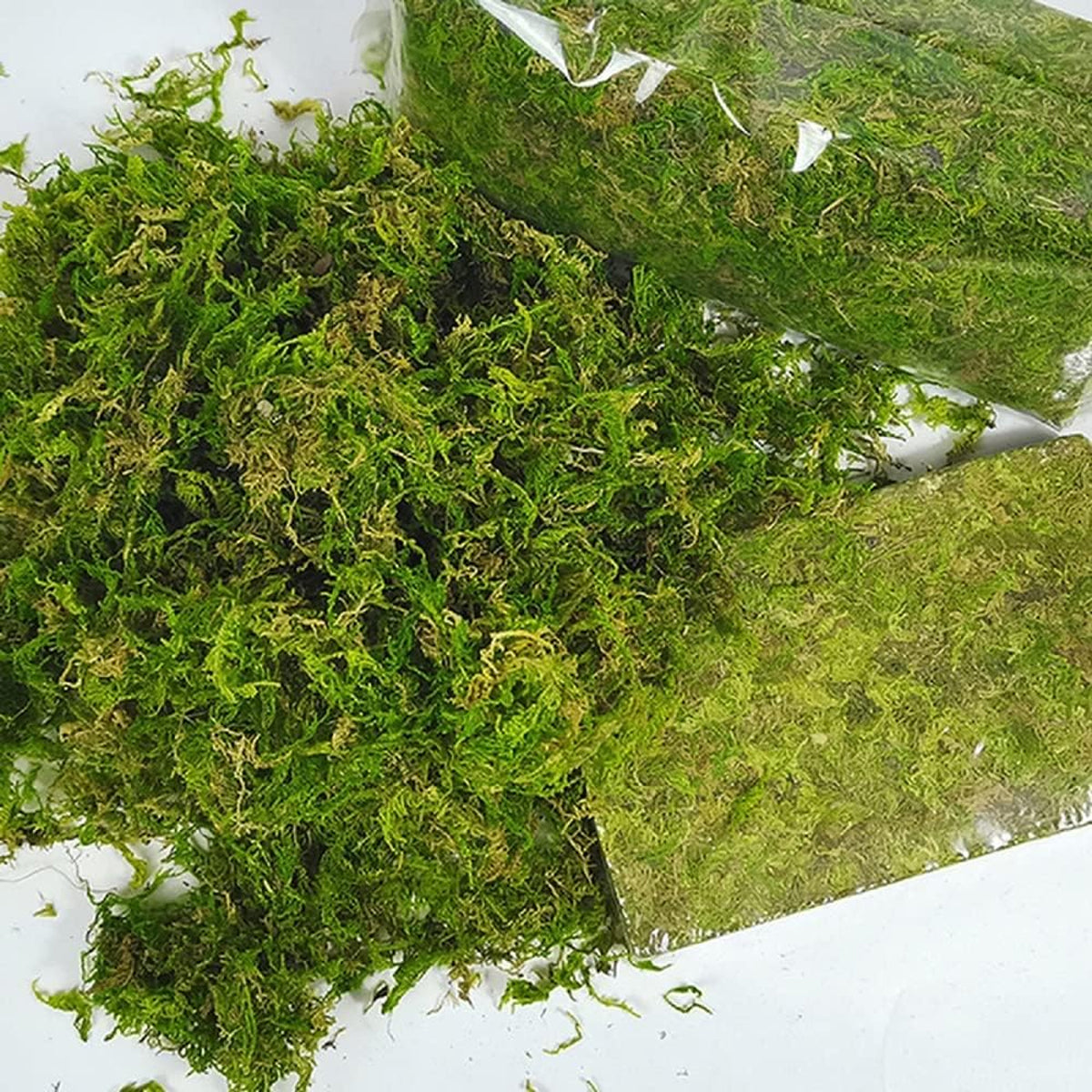 150g Compressed Natural Moss Mat Substrate