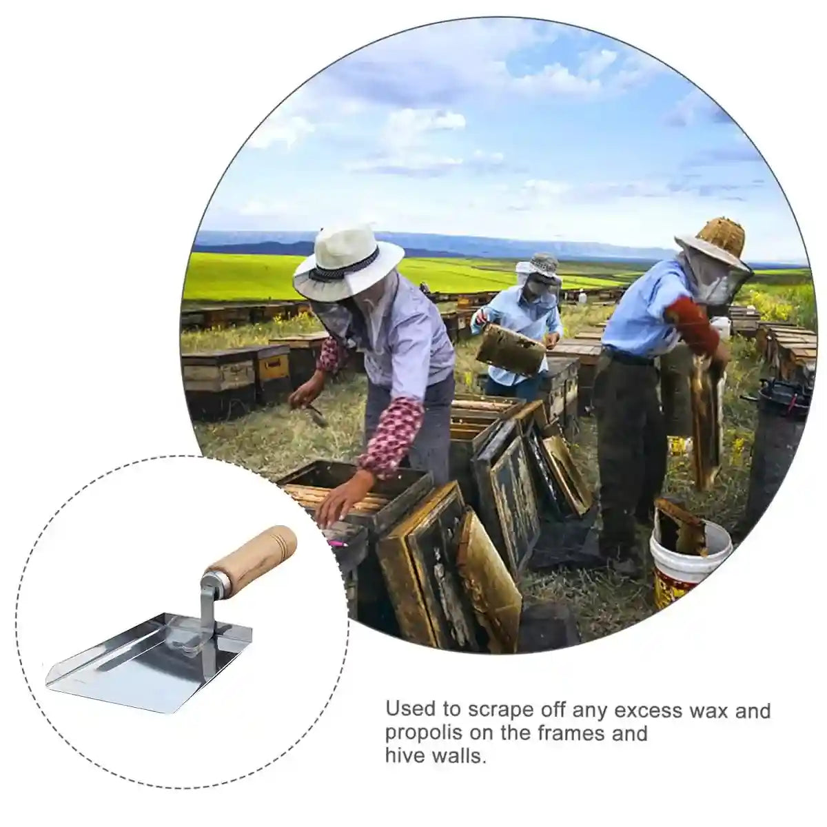 Stainless Steel Tool for Beehive Cleaning with Wooden Handle