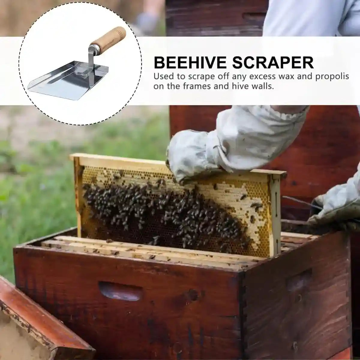 Stainless Steel Tool for Beehive Cleaning with Wooden Handle
