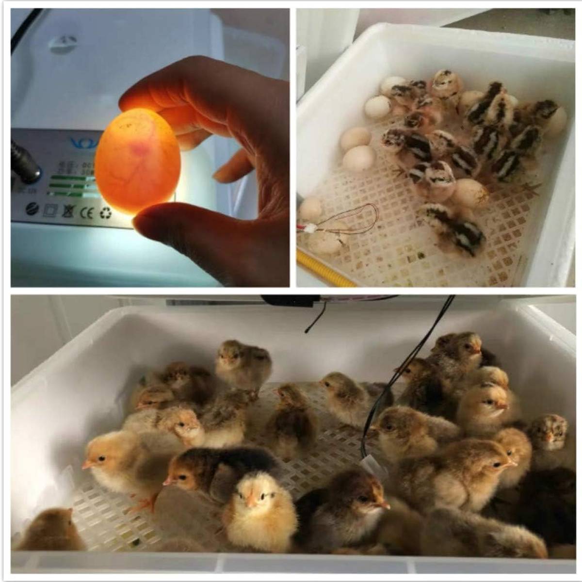 24 Eggs Intelligent Egg Incubator With Automatic Turning
