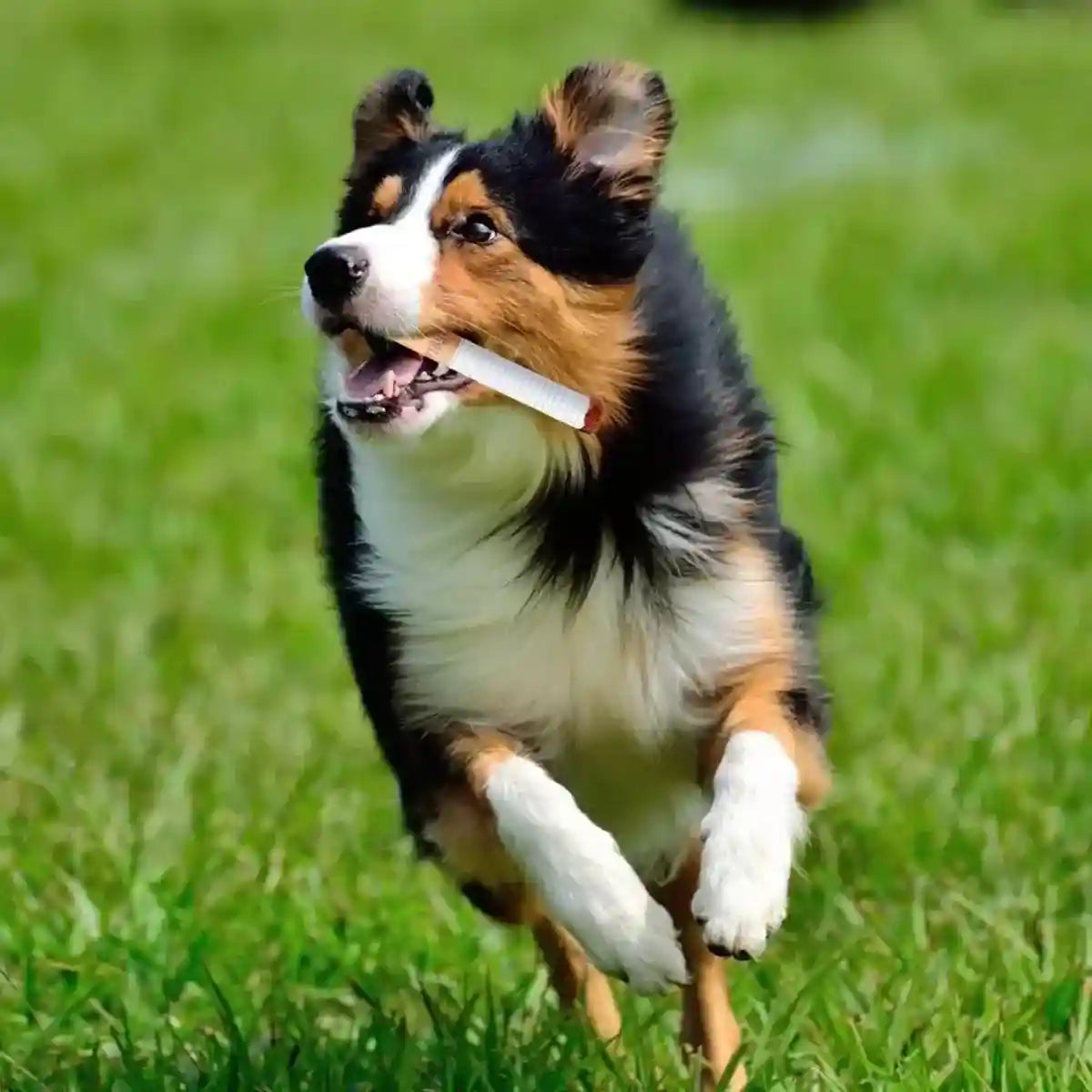 Interactive Dog Toy Set Giggle Sound Toys with Treat Pouch