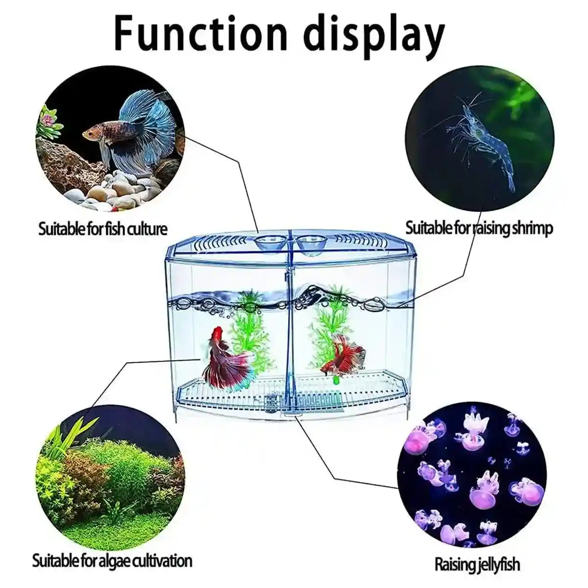 Dual Compartment Acrylic Betta Fish Tank Desktop Aquarium Display
