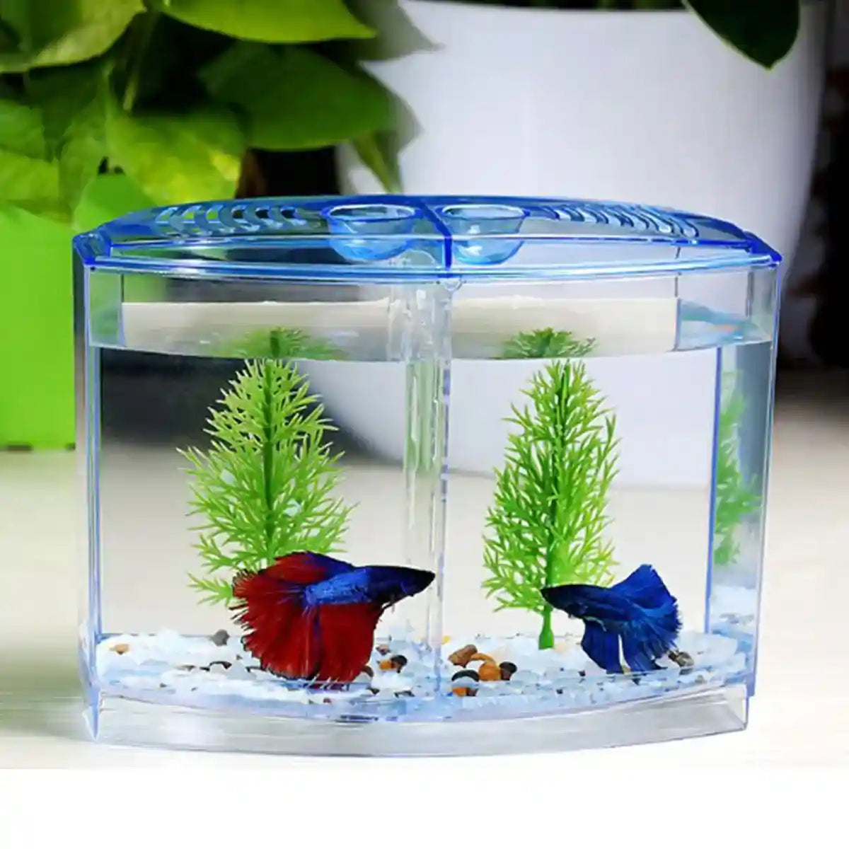 Dual Compartment Acrylic Betta Fish Tank Desktop Aquarium Display