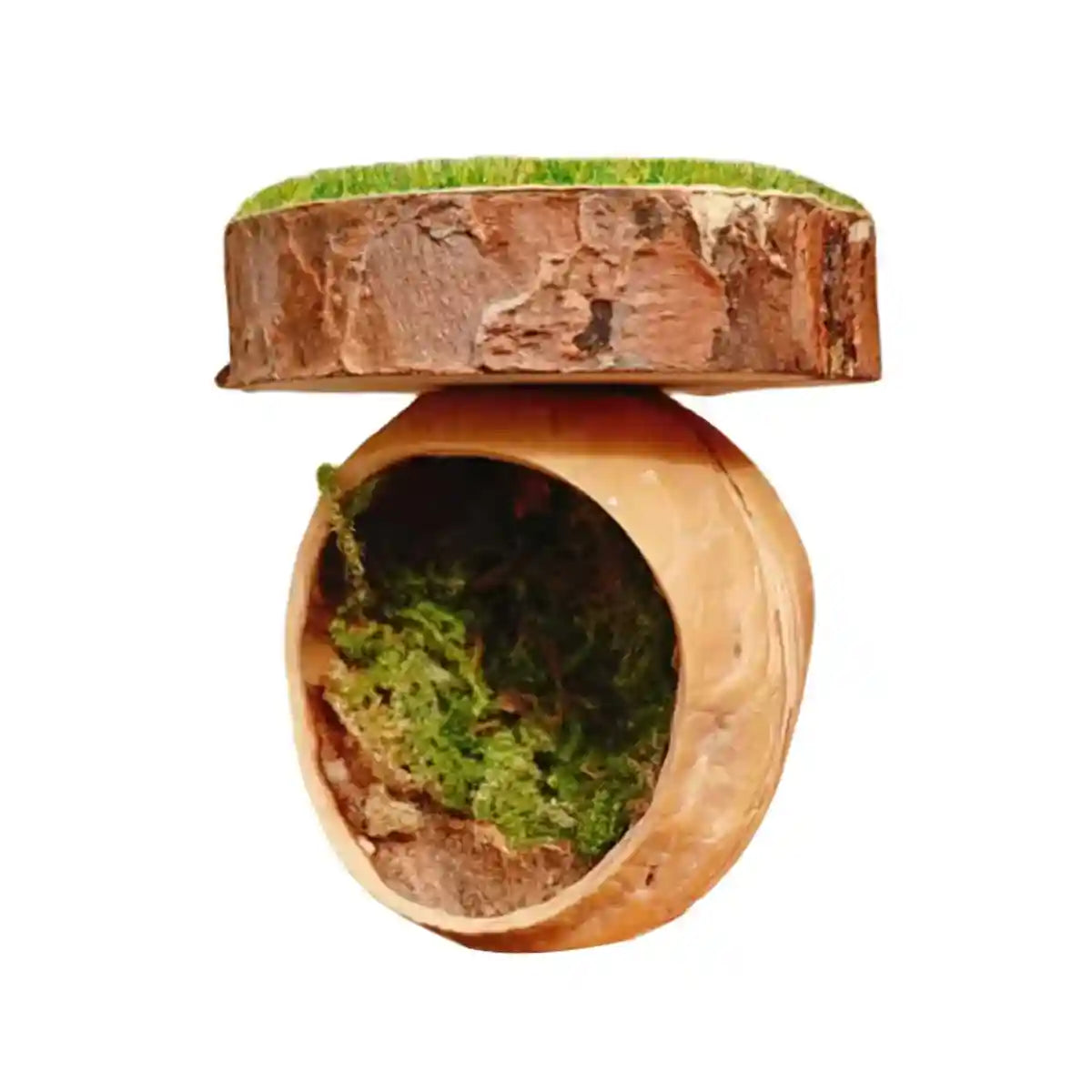 Magnetic Walnut Spider Hideout Natural Reptile Habitat Ornament