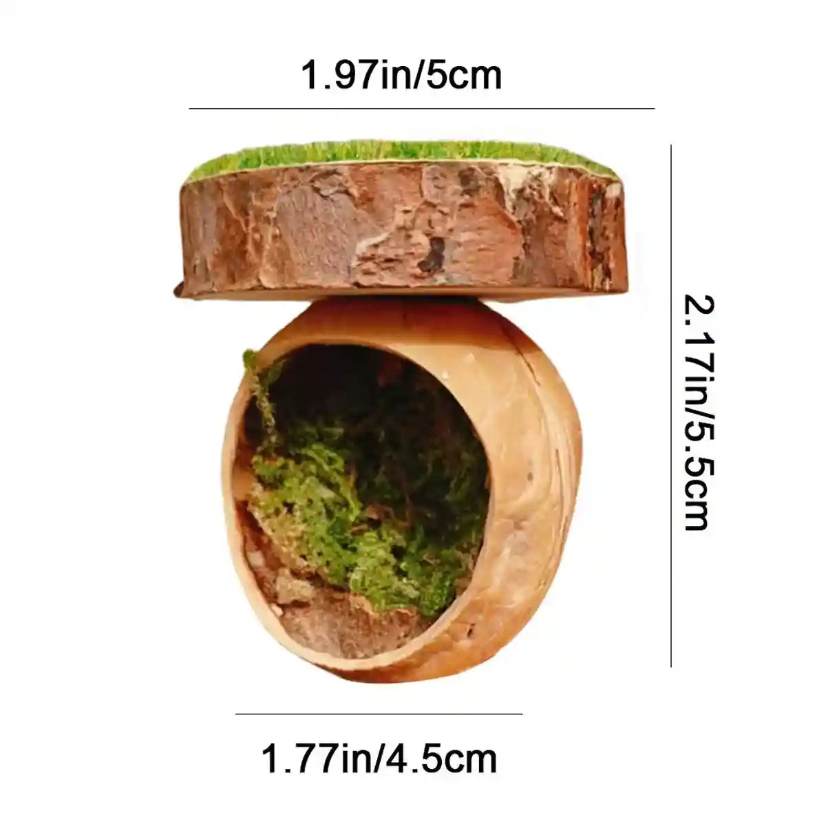 Magnetic Walnut Spider Hideout Natural Reptile Habitat Ornament