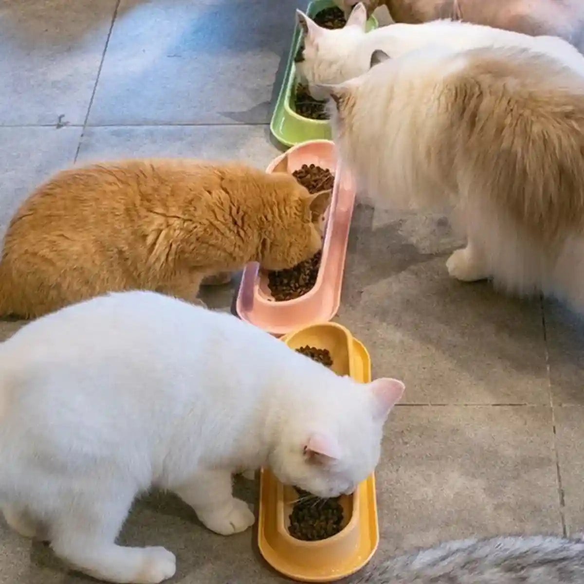 Non-Slip Cat Feeding Bowl Anti-Spill Single Food Dish for Kittens