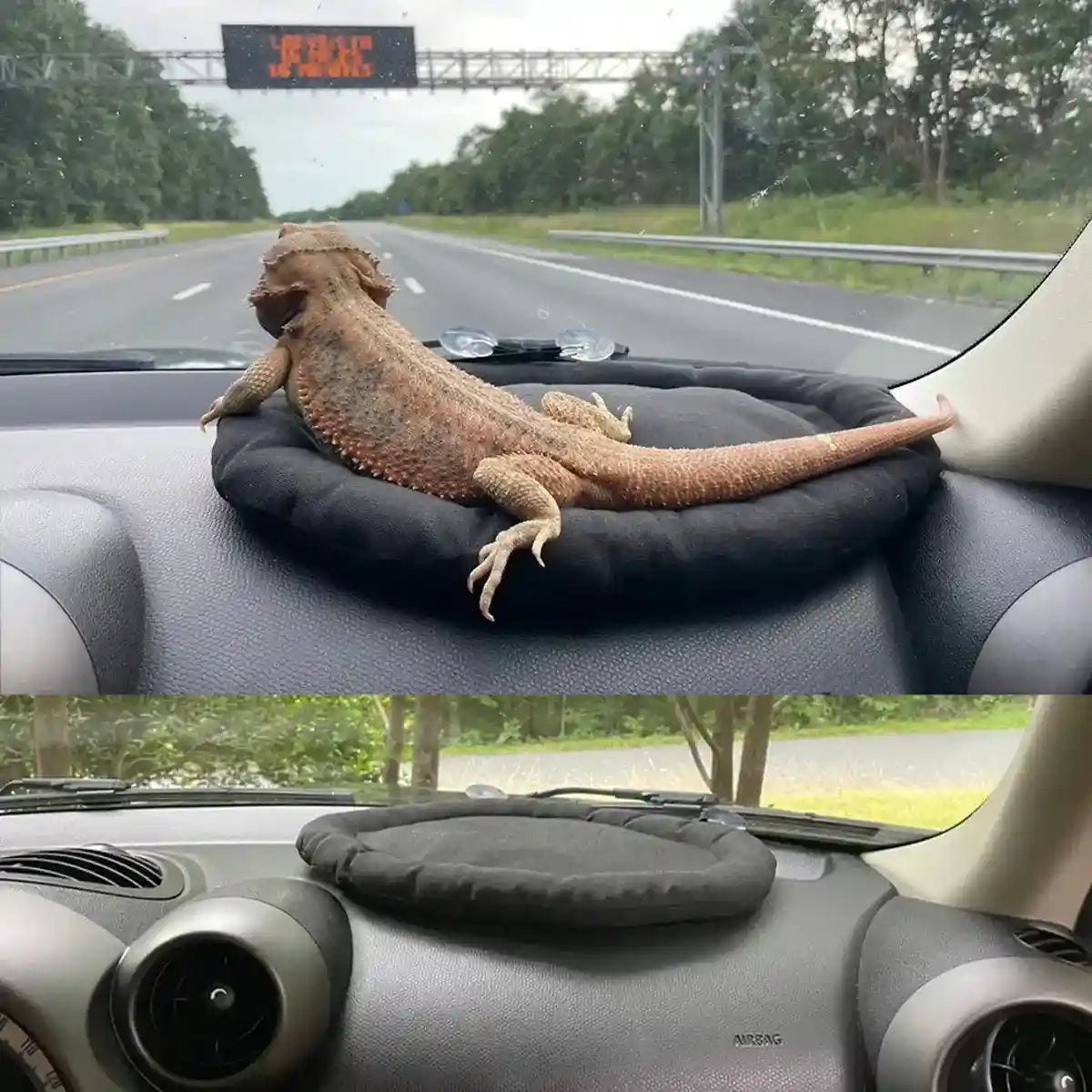 Comfortable Travel Reptile Mat for Car Windows Secure & Soft Design