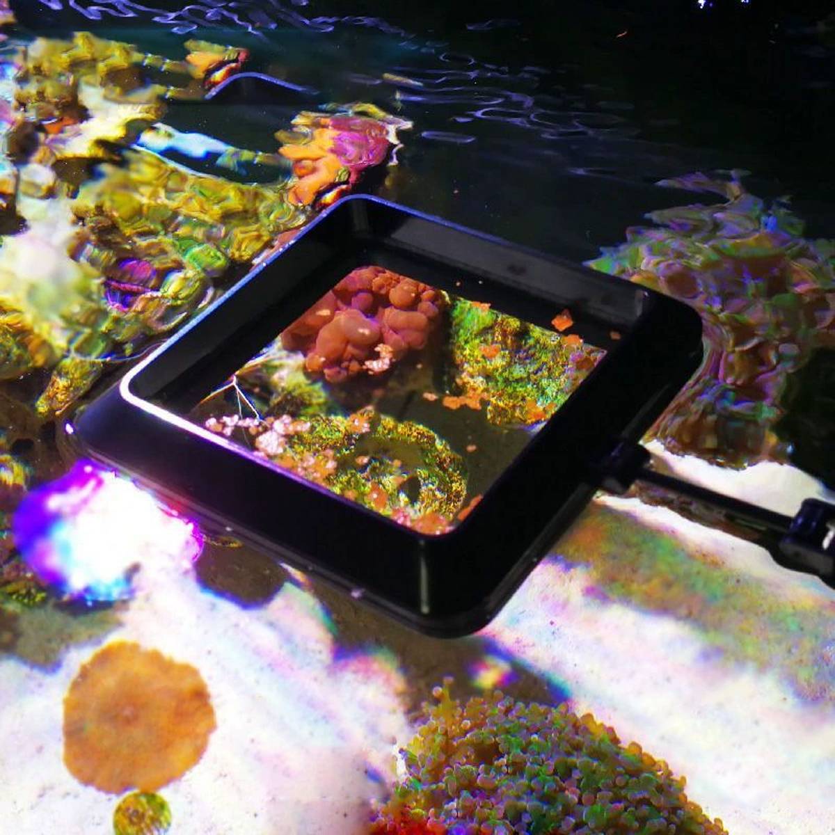 Magnetic Fish Feeding Ring - Floating Aquarium Feeder