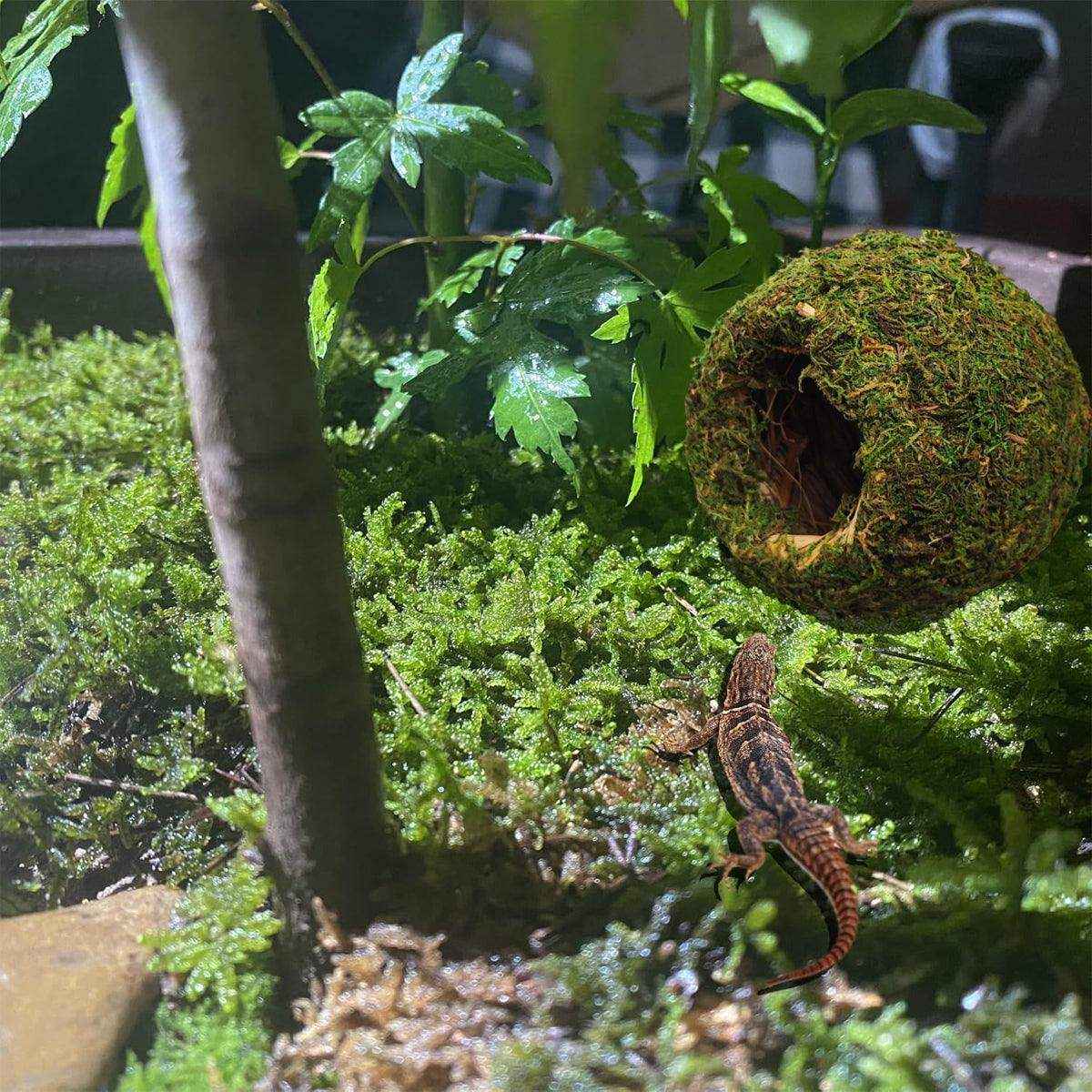 Eco-Friendly Hanging Moss House For Birds & Reptiles