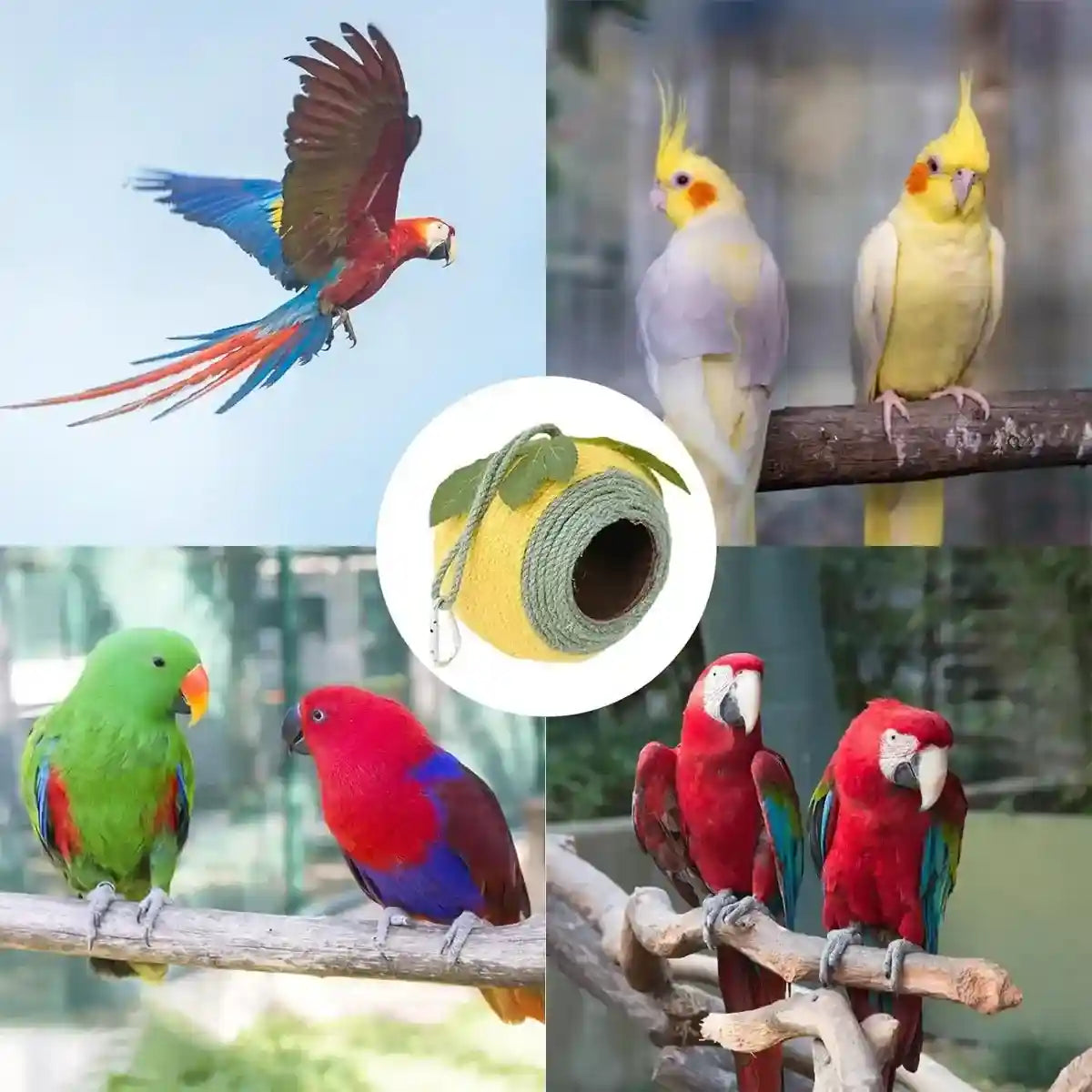 Natural Coconut Shell Bird Nest with Hanging or Screw Mount