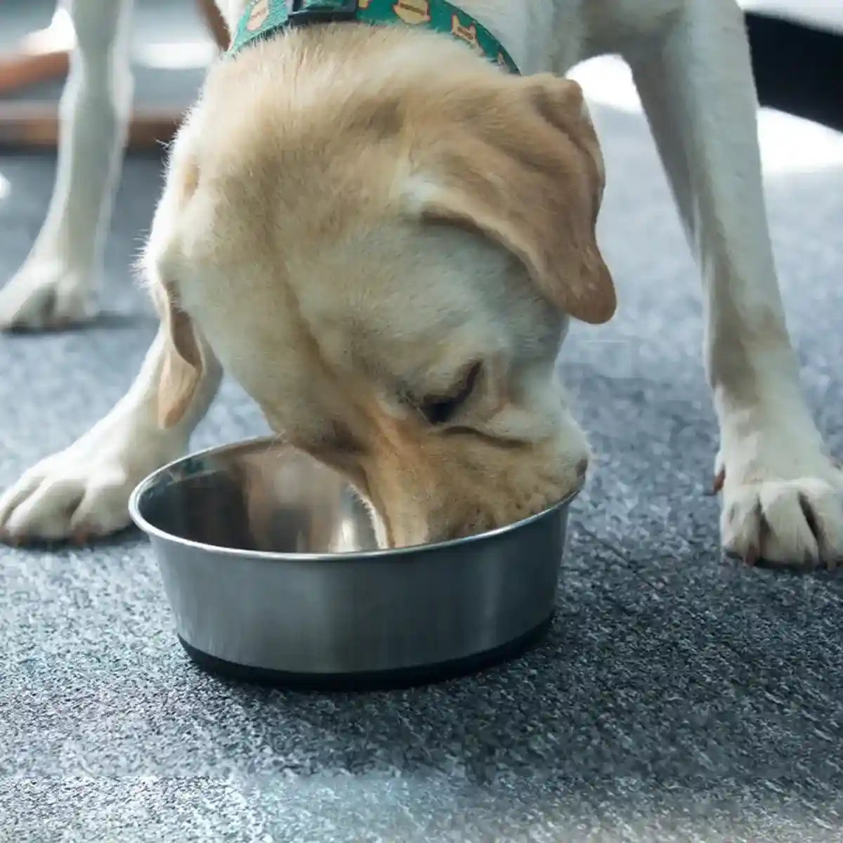 Stainless Steel Pet Dish with Non Slip Dog Bowl Base for Clean Feeding