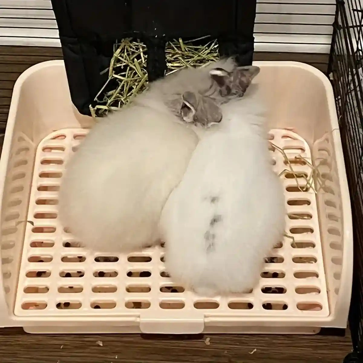 Spacious Rabbit Toilet with Splash Guard & Removable Mesh Grid