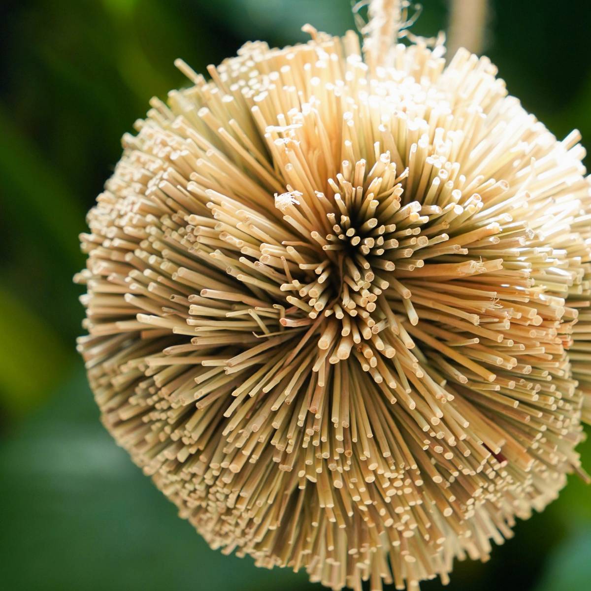 Natural Parrot Chew Toy Ball | Woven Foraging Bird Toy for Cages