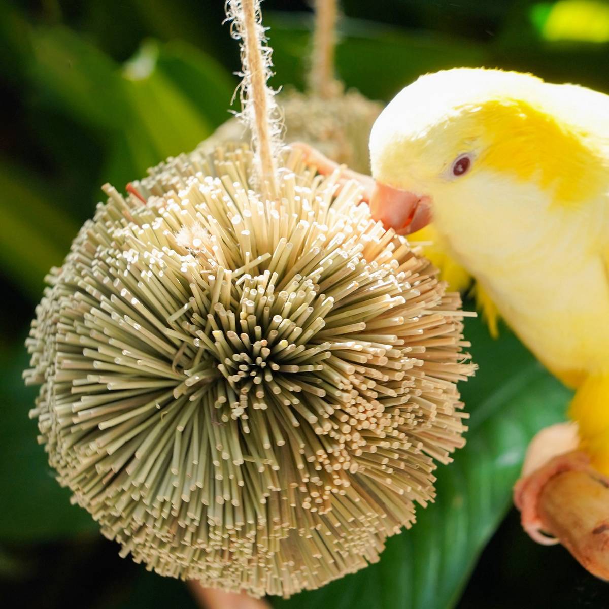 Natural Parrot Chew Toy Ball | Woven Foraging Bird Toy for Cages