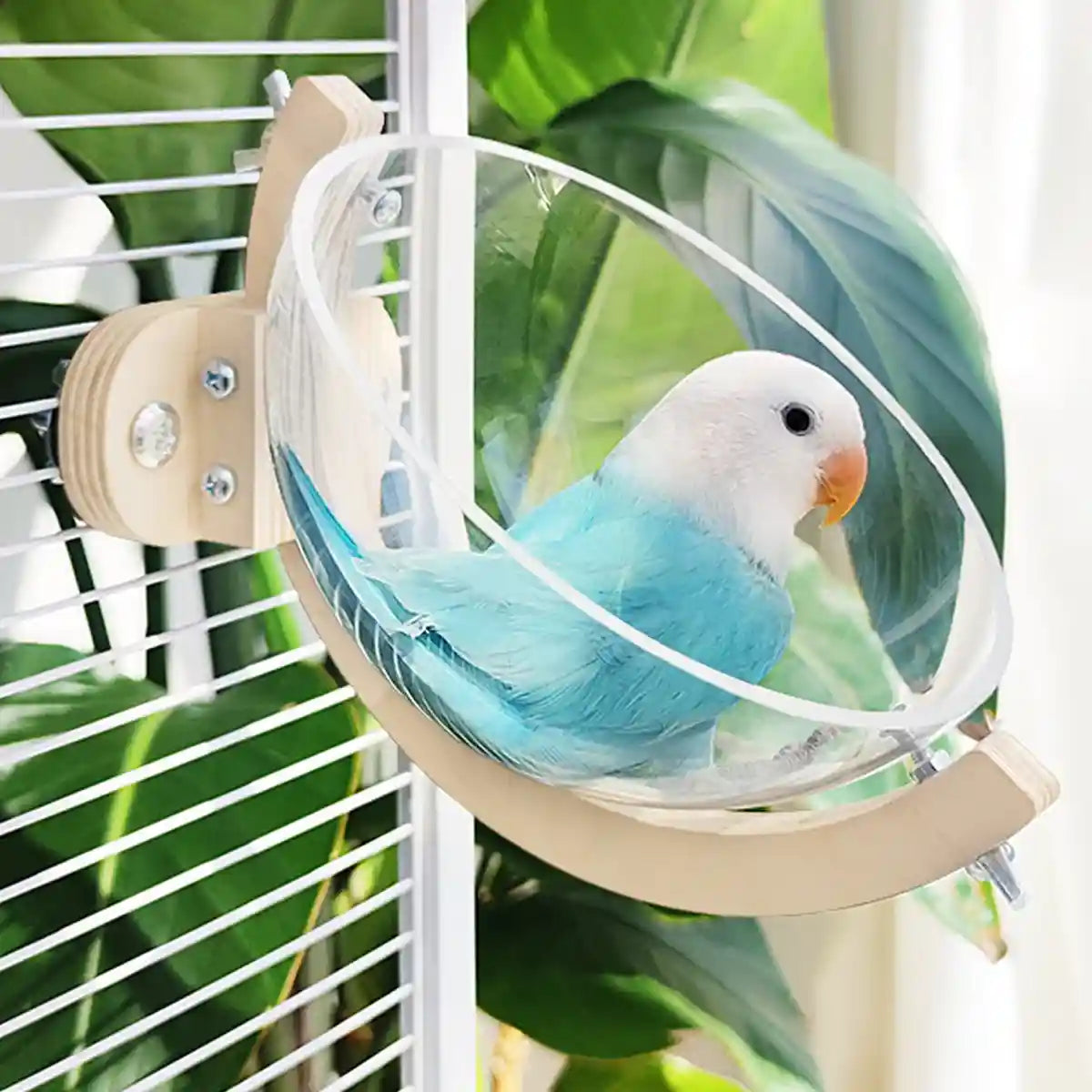Transparent Bird Nest Capsule Wooden Wall-Mount Design Hummingbird House