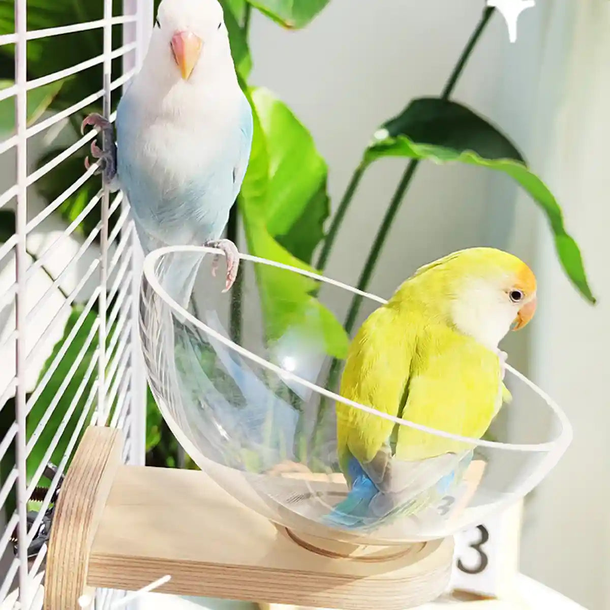 Transparent Bird Nest Capsule Wooden Wall-Mount Design Hummingbird House