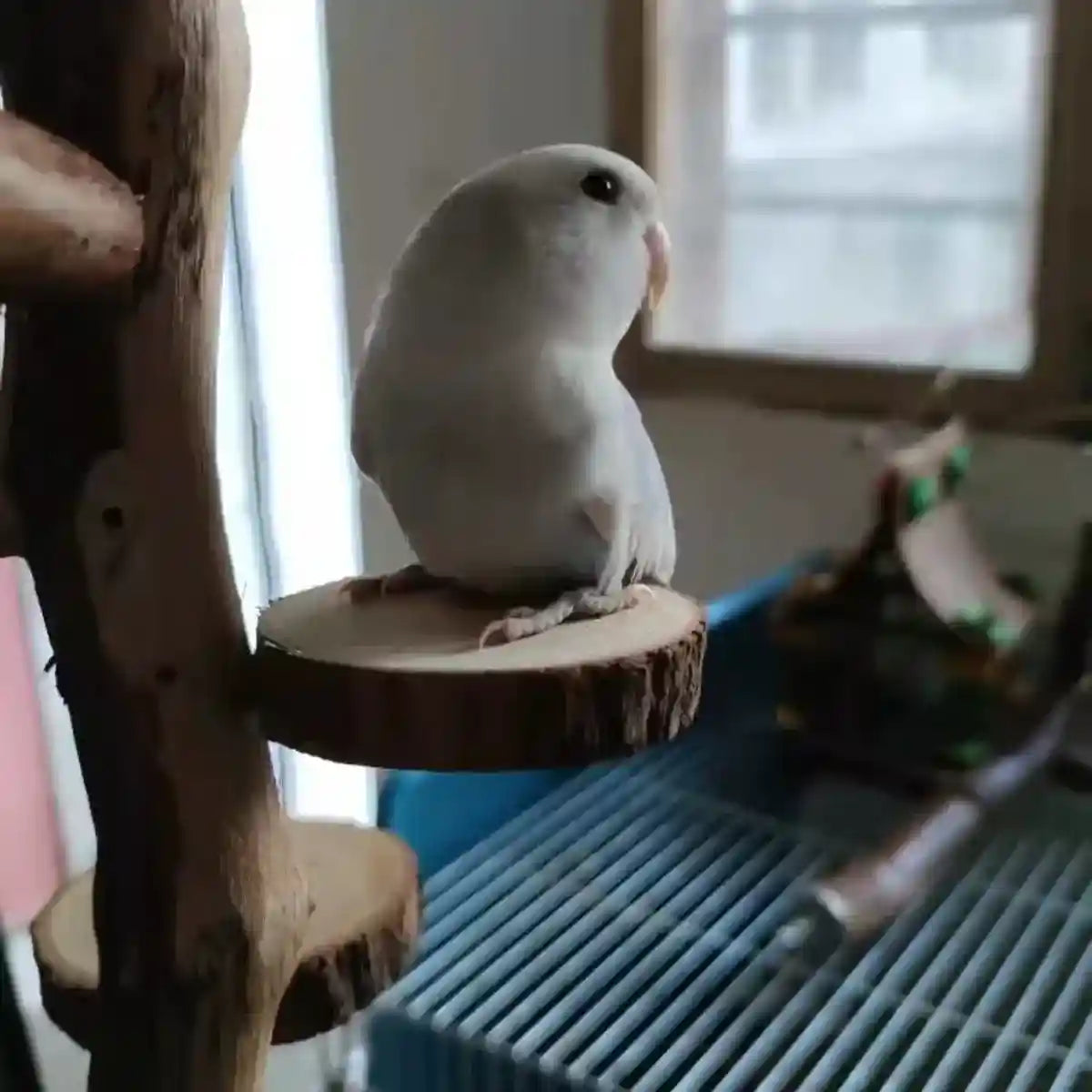 Small Pet Wooden Stand Climbing Platform for Birds Chinchillas & Rodents