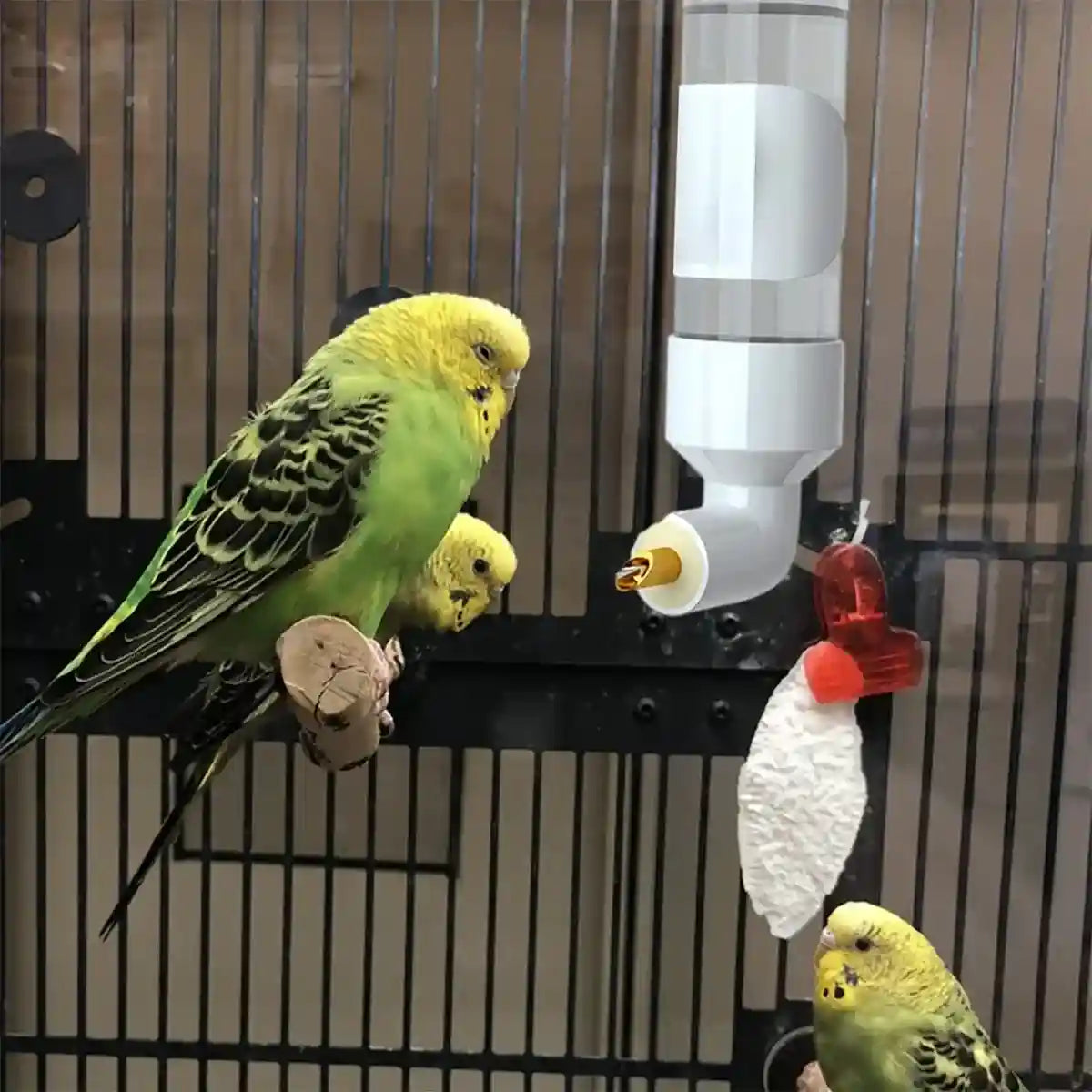 300ml Bird Water Dispenser with Needle Outlet