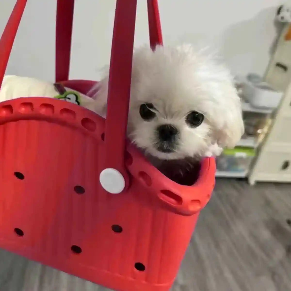 Portable EVA Dog Carrier Bag for Small Pets with Waterproof Design