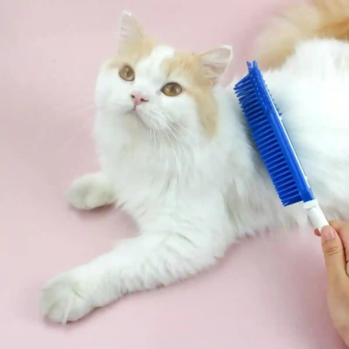 3pcs Dog Grooming Brush Set Soft Bristles for Easy Pet Care