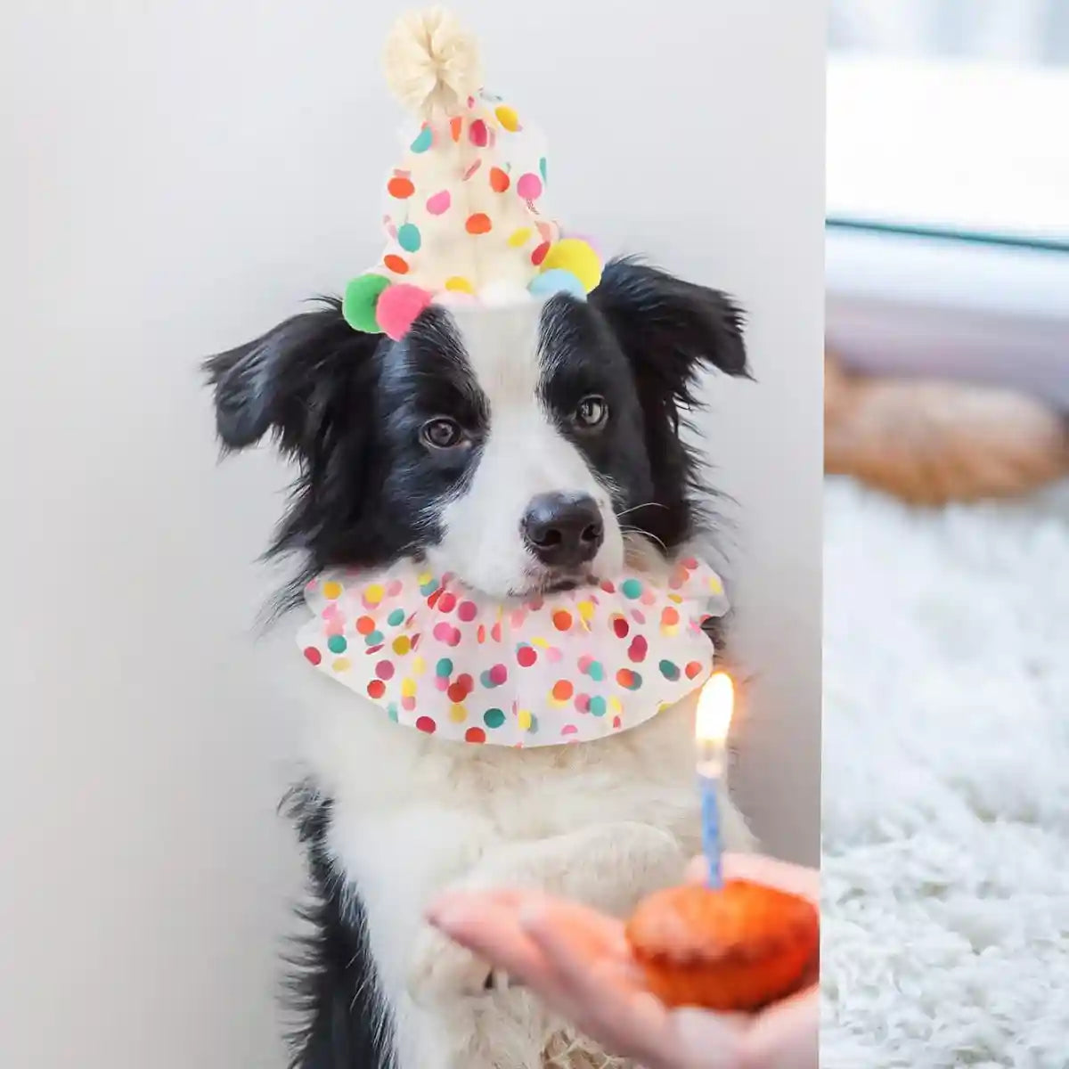 Cute Pet Birthday Dress Up Set with Hat and Ruffle Collar